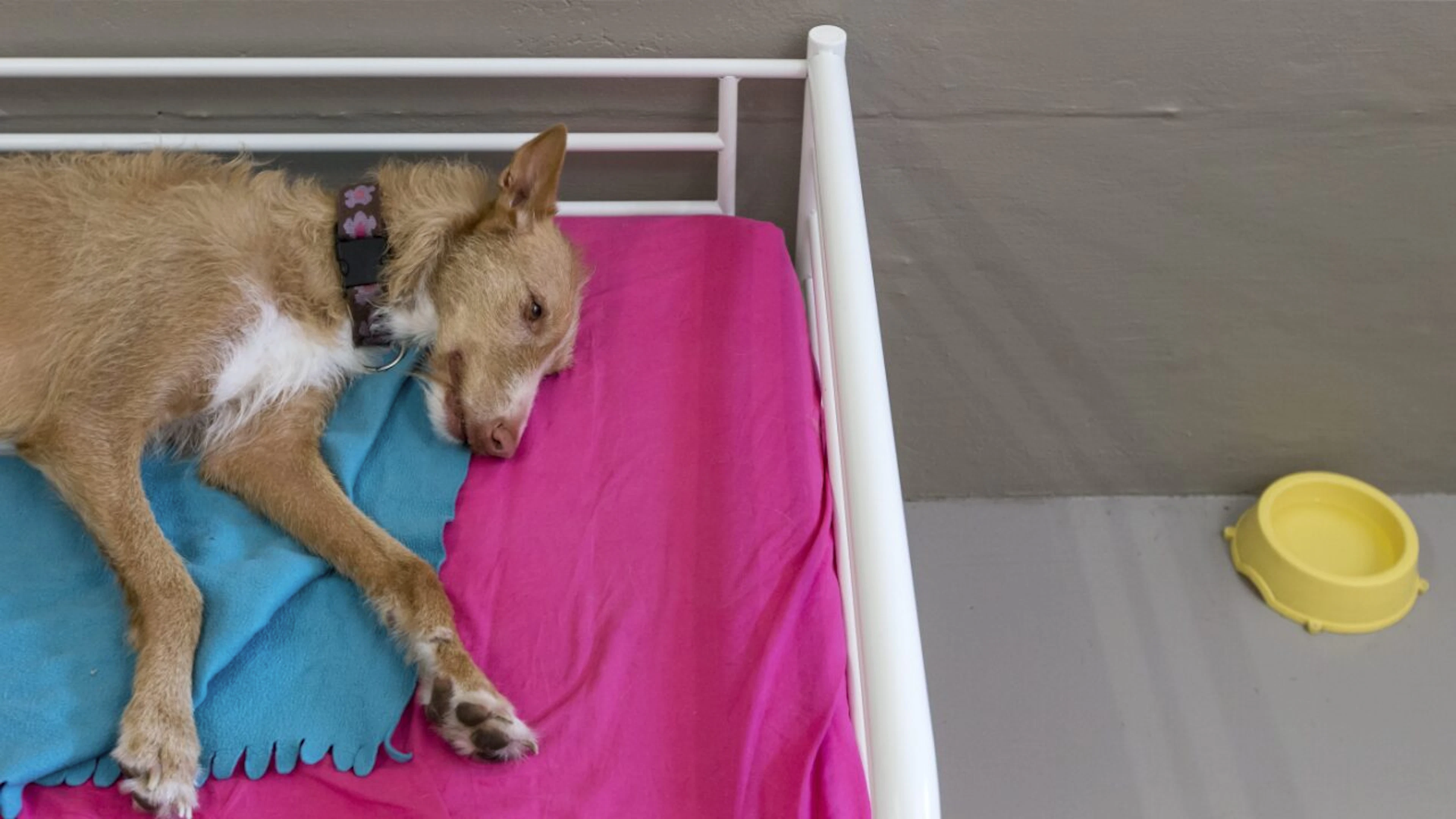 Canicule: comment prendre soin de ses animaux de compagnie?