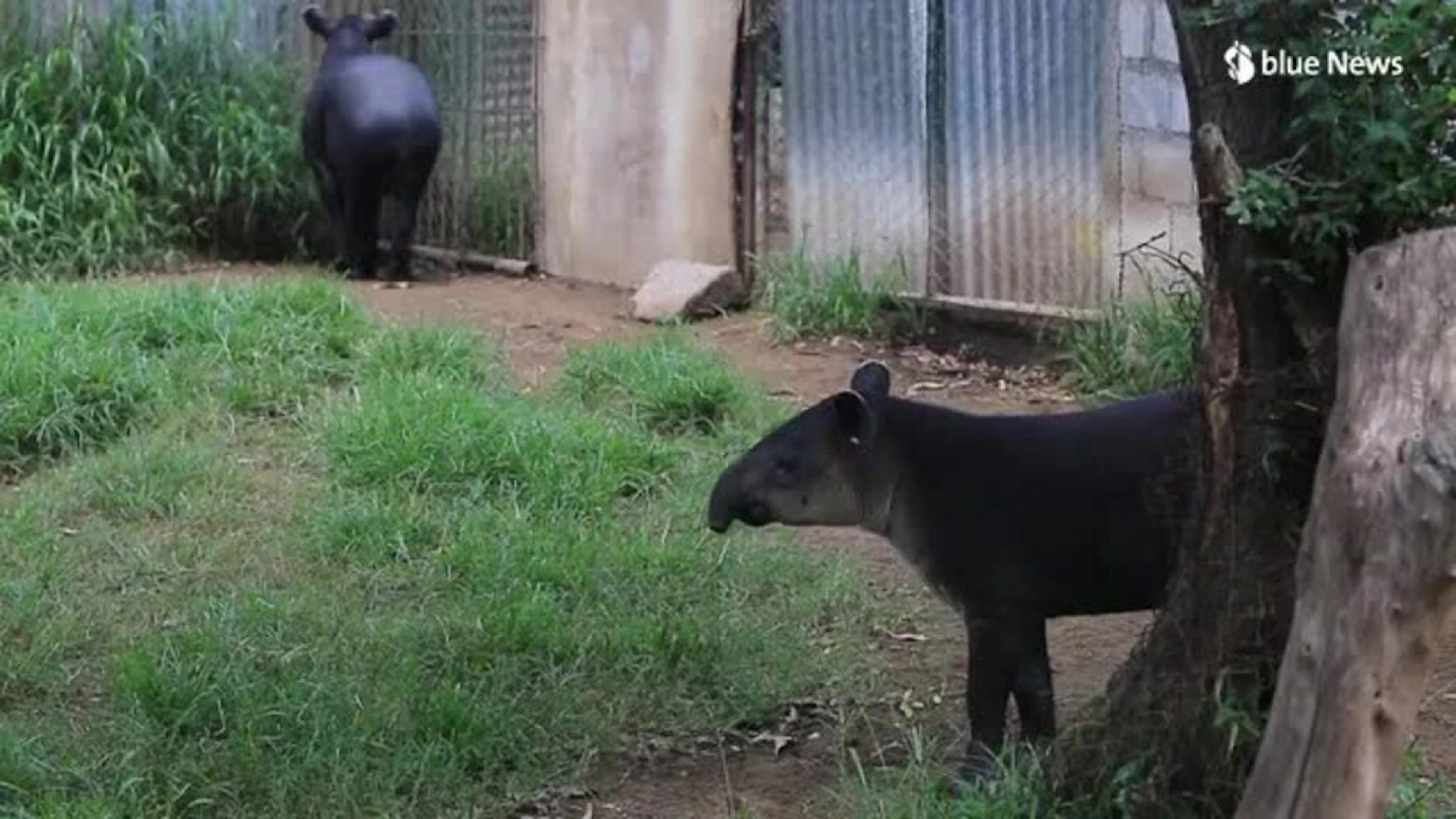 Nicht nur niedlich: Baby-Tapir aus England soll seine Art retten