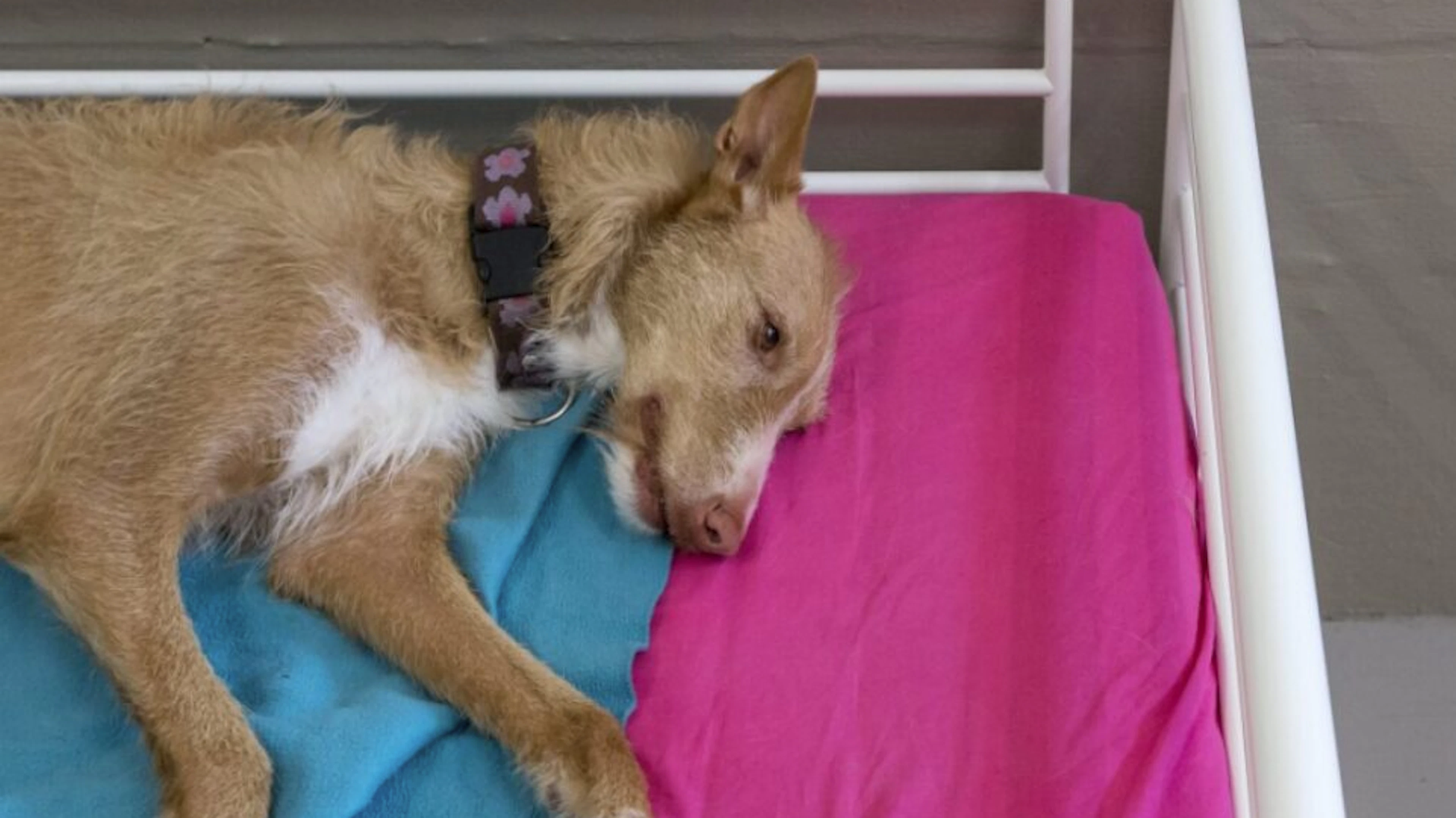 Canicola: ecco come prendersi cura dei propri animali domestici
