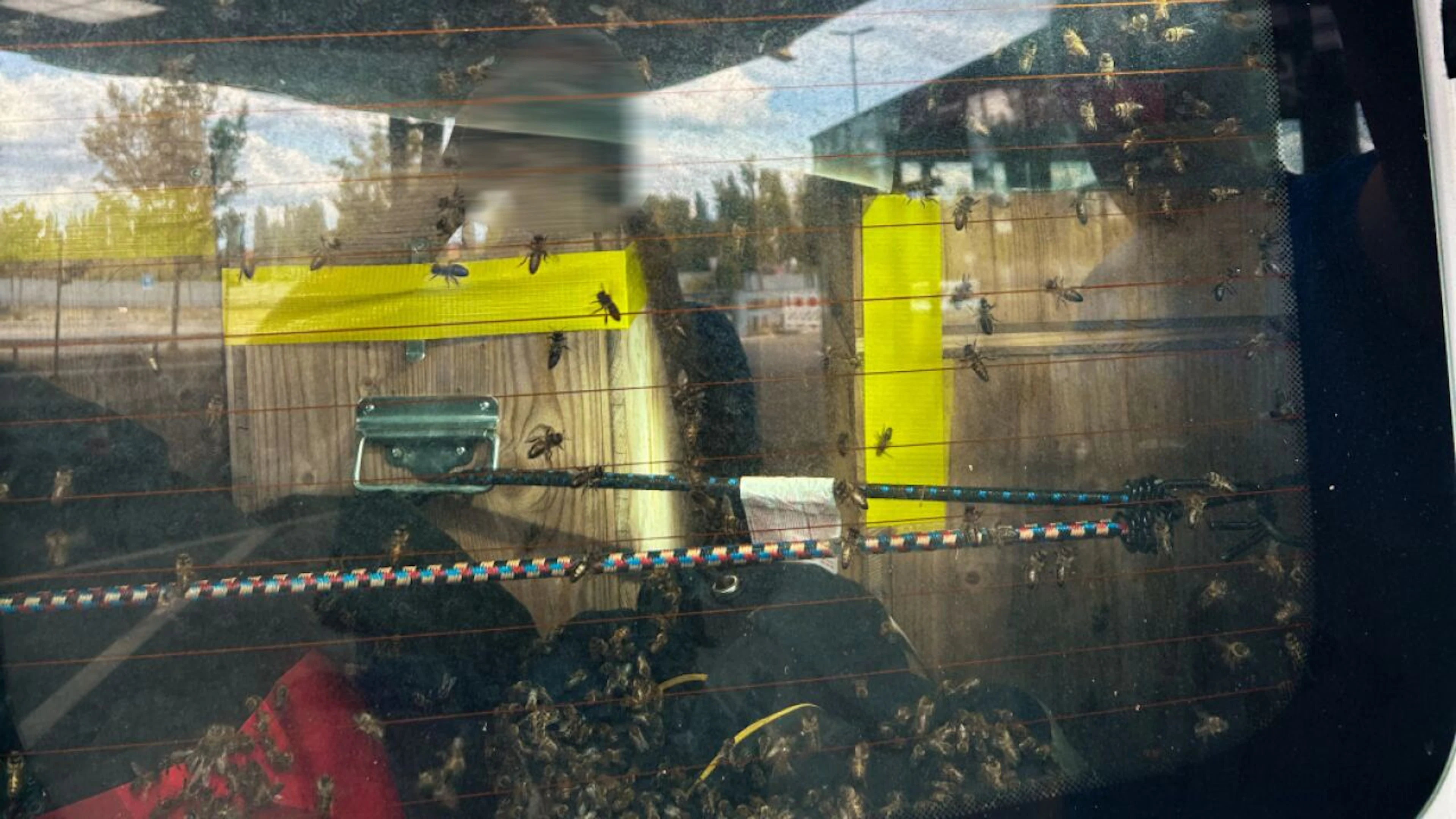Fermato in dogana con 40 colonie di api non dichiarate nel furgone