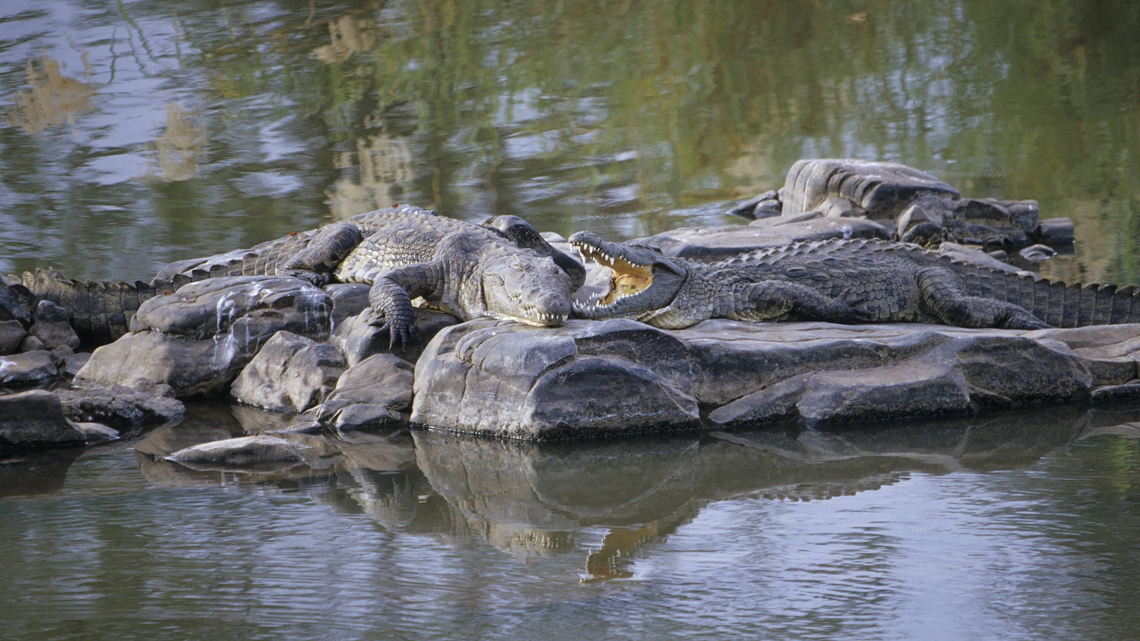 Israël ouvre la voie à l'utilisation de crocodiles contre d'éventuelles évasions de prisons