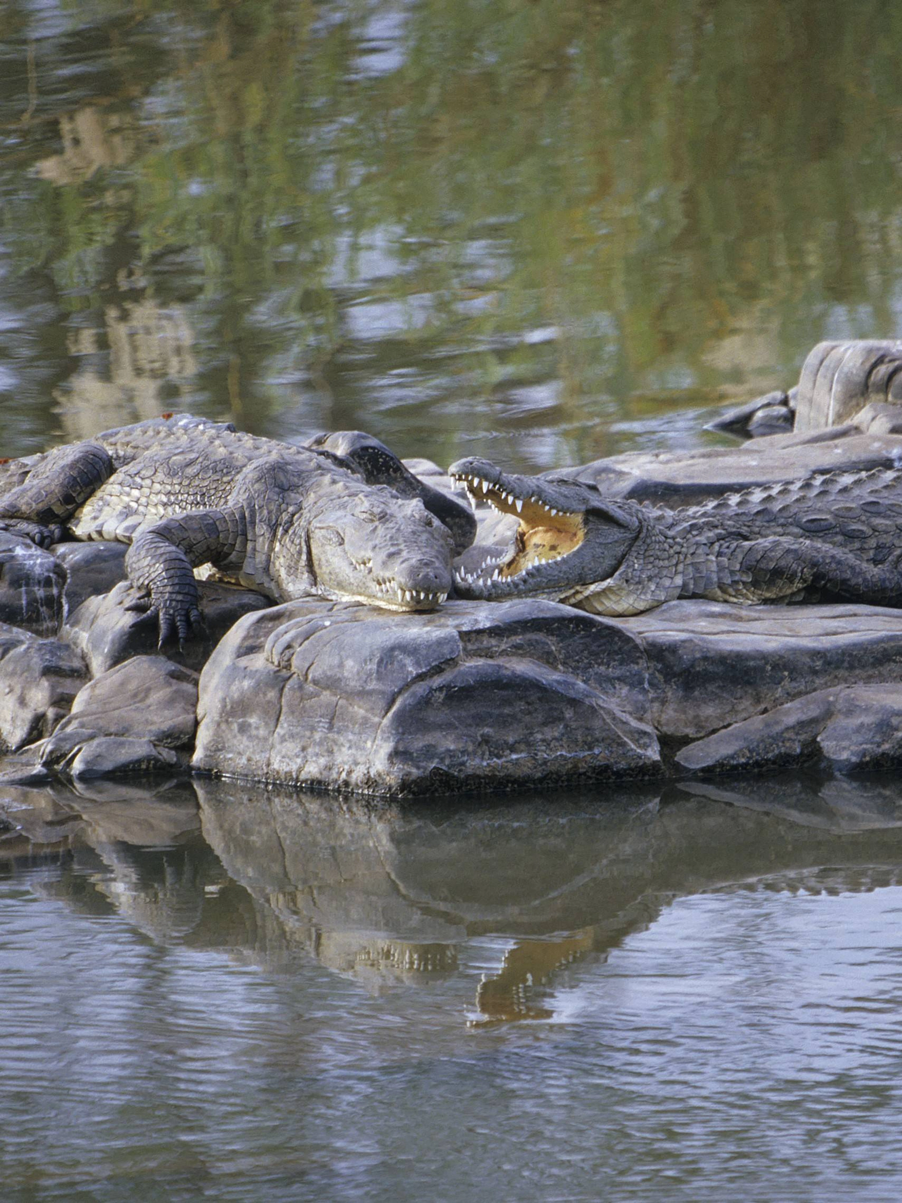Israël ouvre la voie à l'utilisation de crocodiles contre d'éventuelles évasions de prisons
