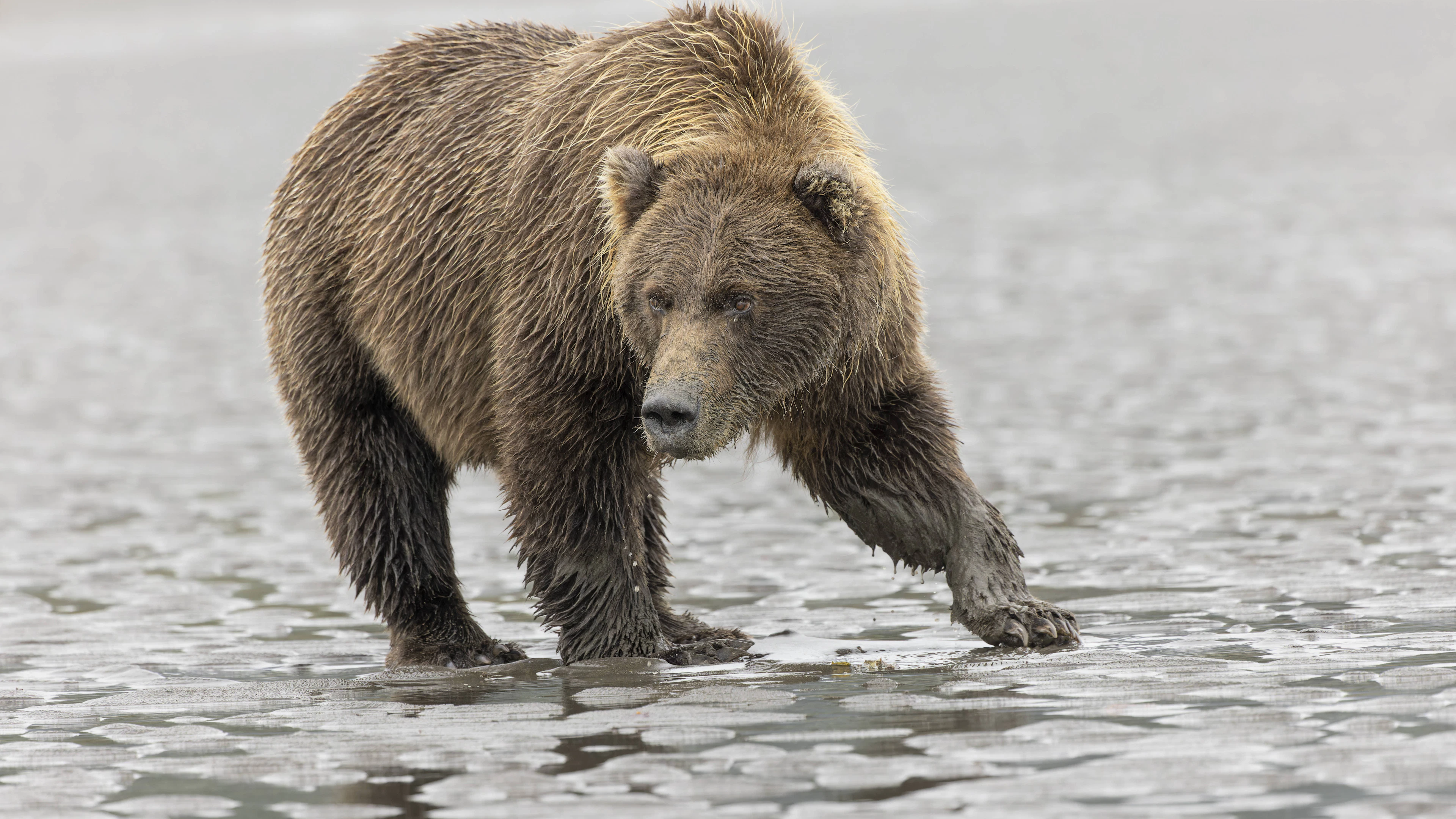 L'administration Trump affaiblit la protection des espèces menacées