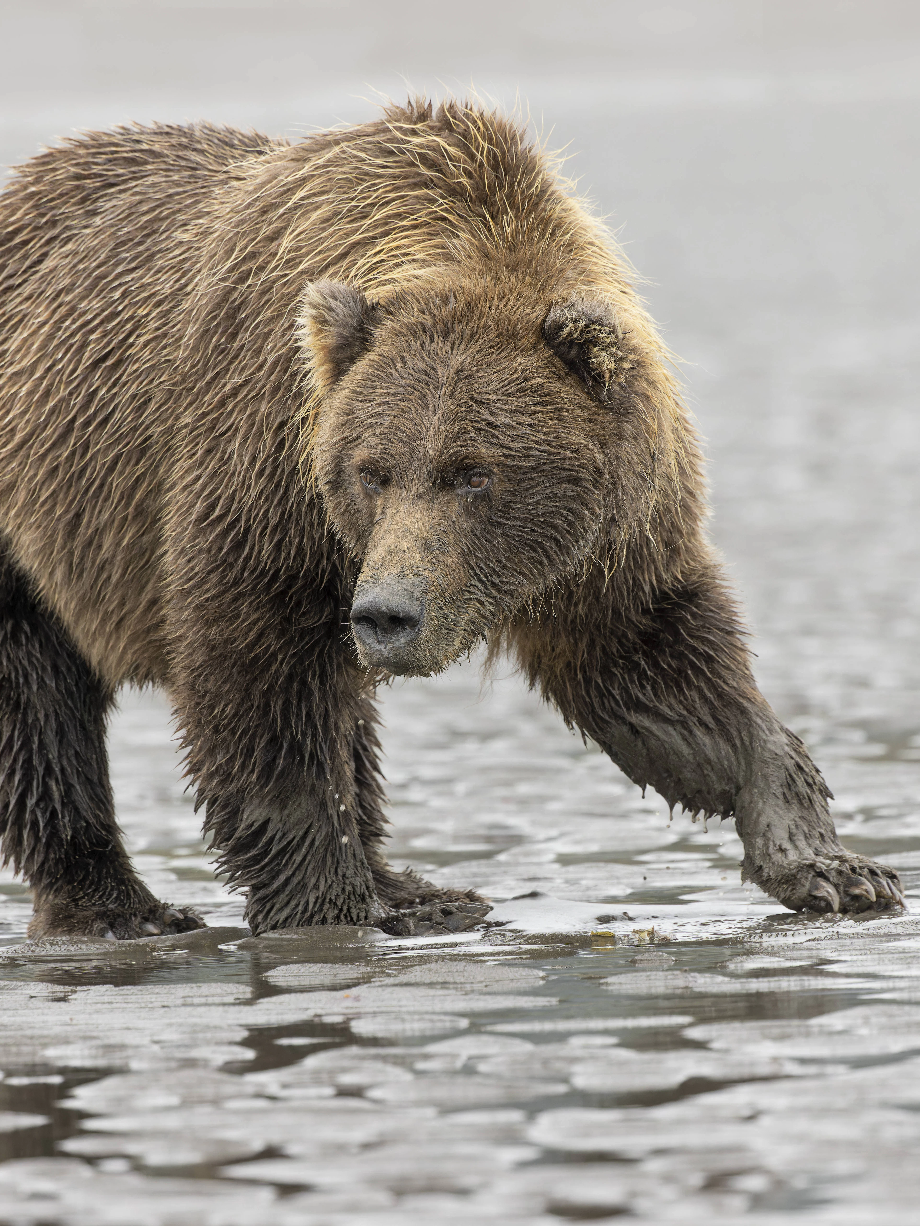 L'administration Trump affaiblit la protection des espèces menacées
