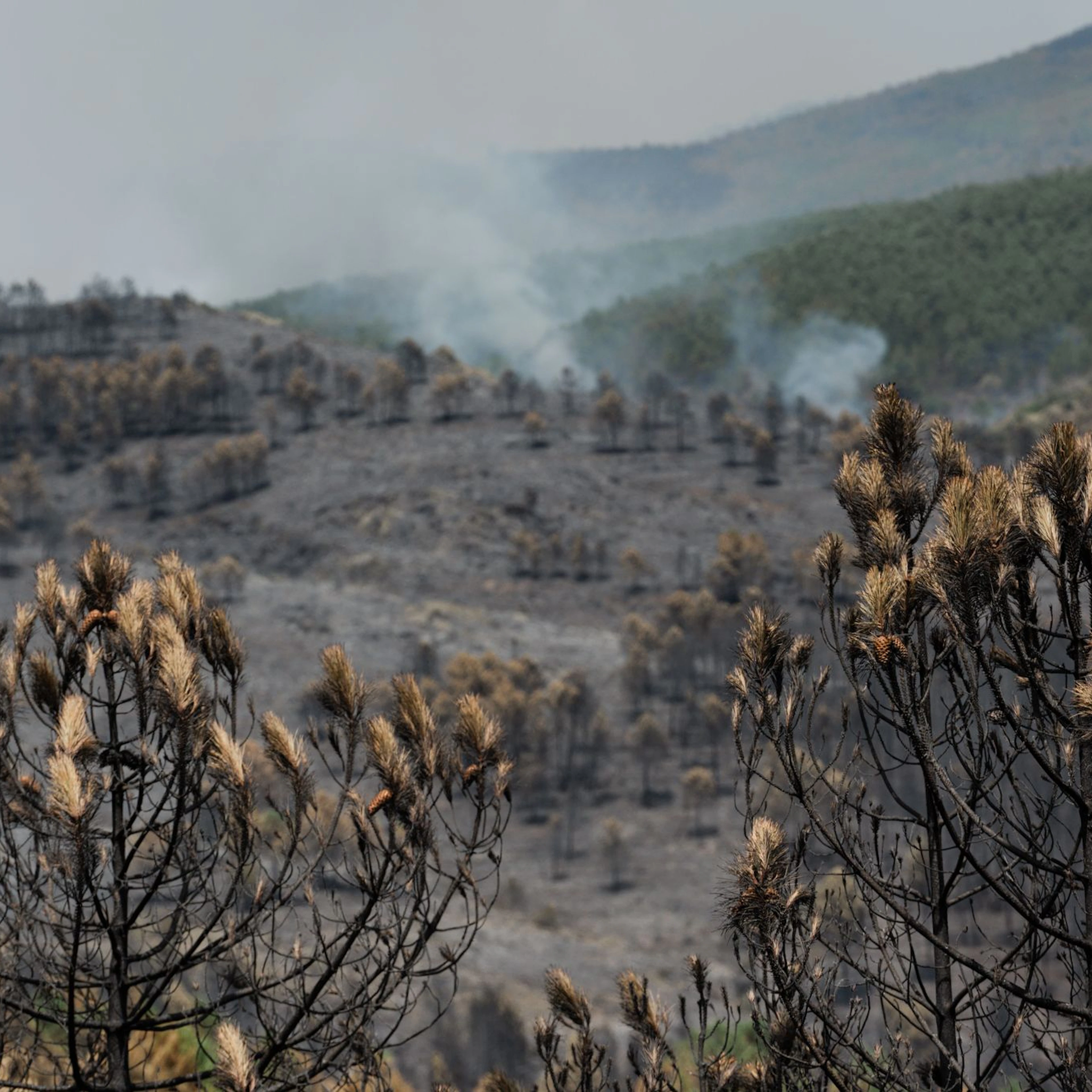Forest Fires in Spain