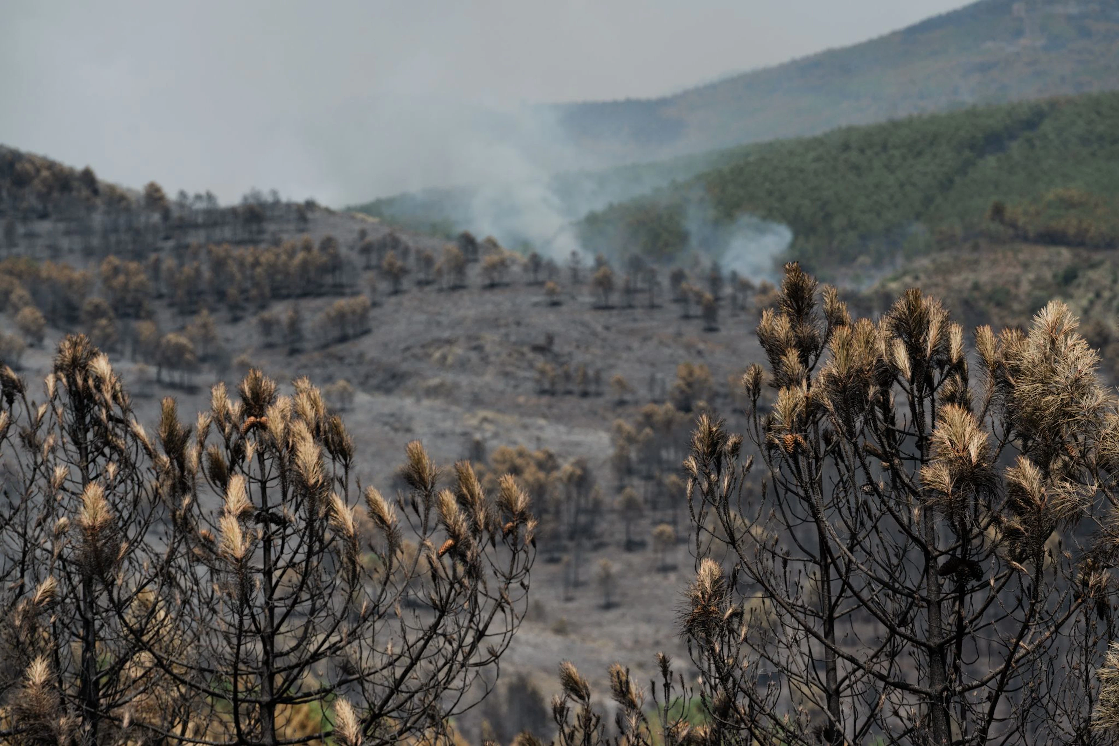 Das Feuer in der Region von Guadalajara nordöstlich von Madrid hat bereits 13.000 Hektar Wald- und Buschland vernichtet.