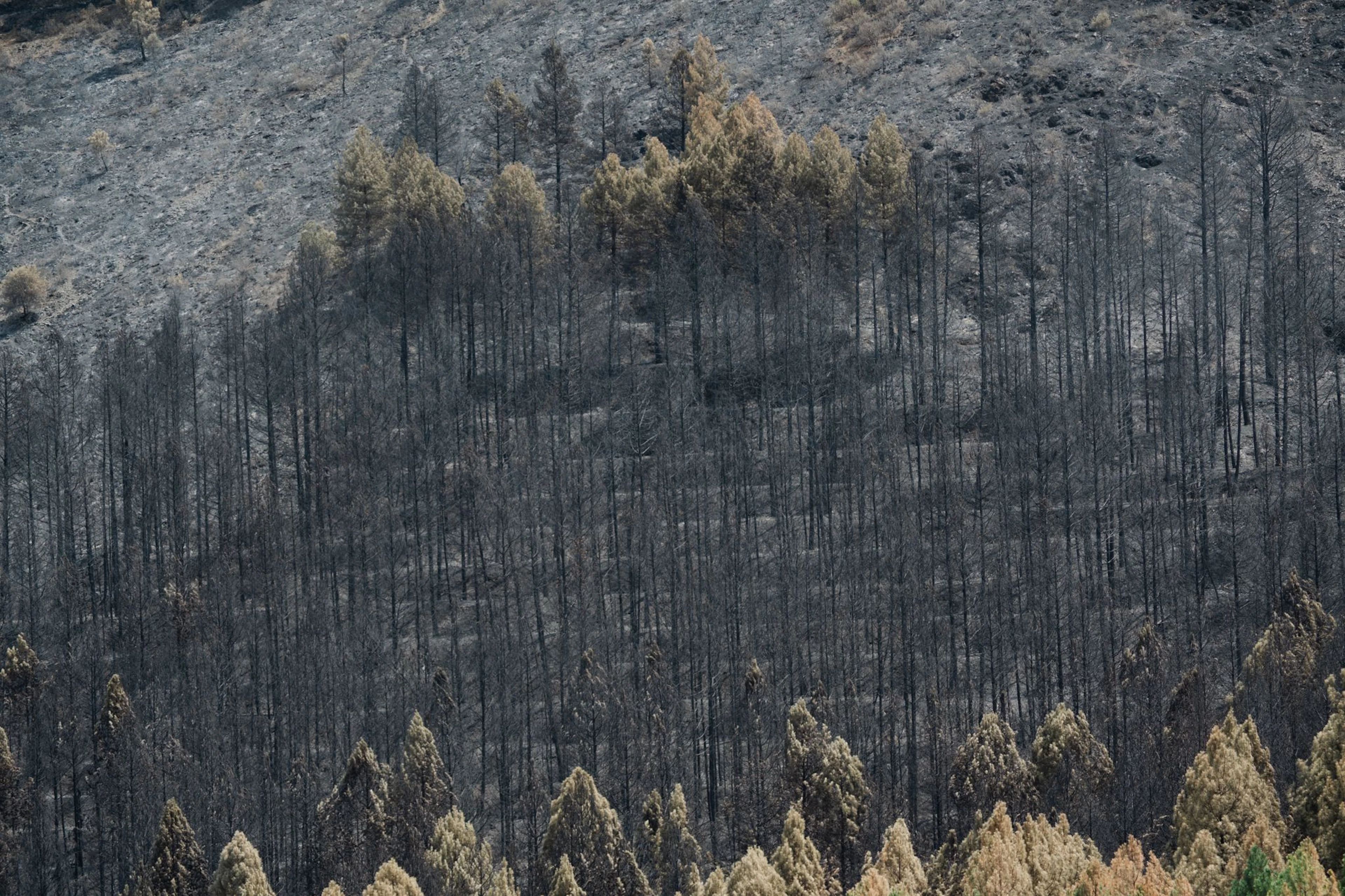  Der Klimawandel erhöht die Wahrscheinlichkeit von Waldbränden, weil Perioden mit Trockenheit und Hitze länger werden. 