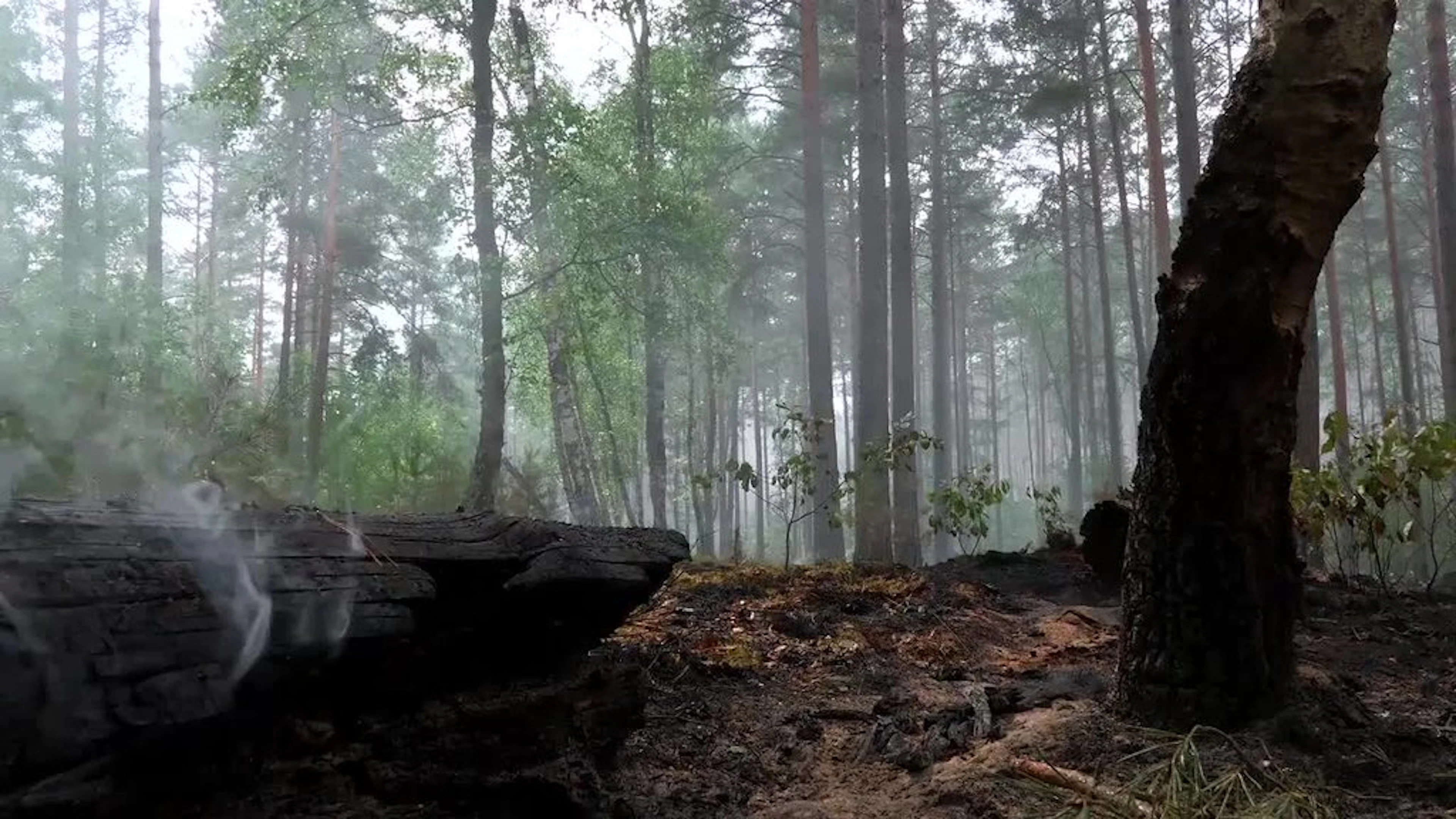 Waldbrand: Regen entspannt Lage im Müritz-Nationalpark