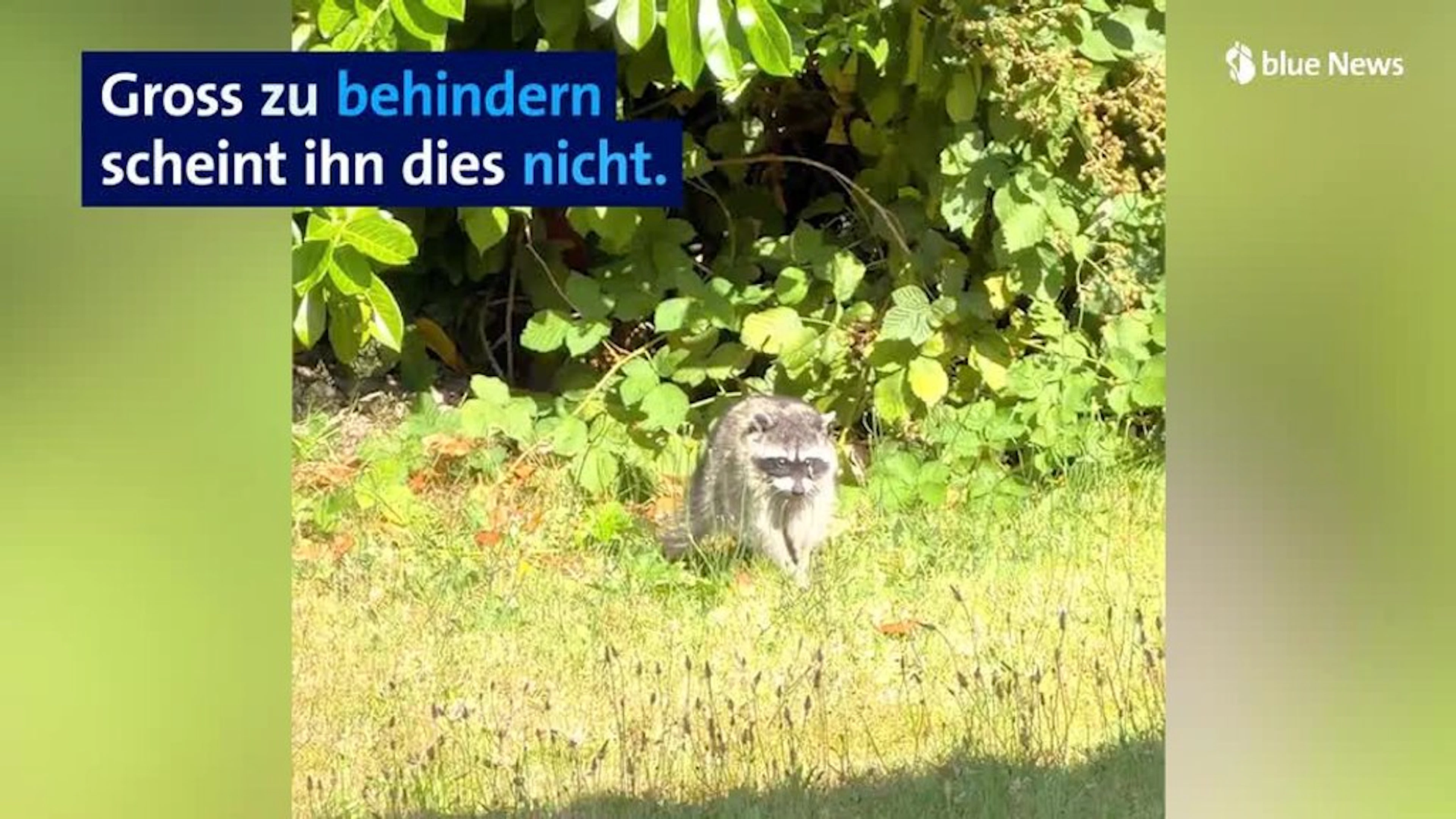Was läuft denn da durchs Bild? Dieses kugelige Wesen sorgt für Millionen Klicks