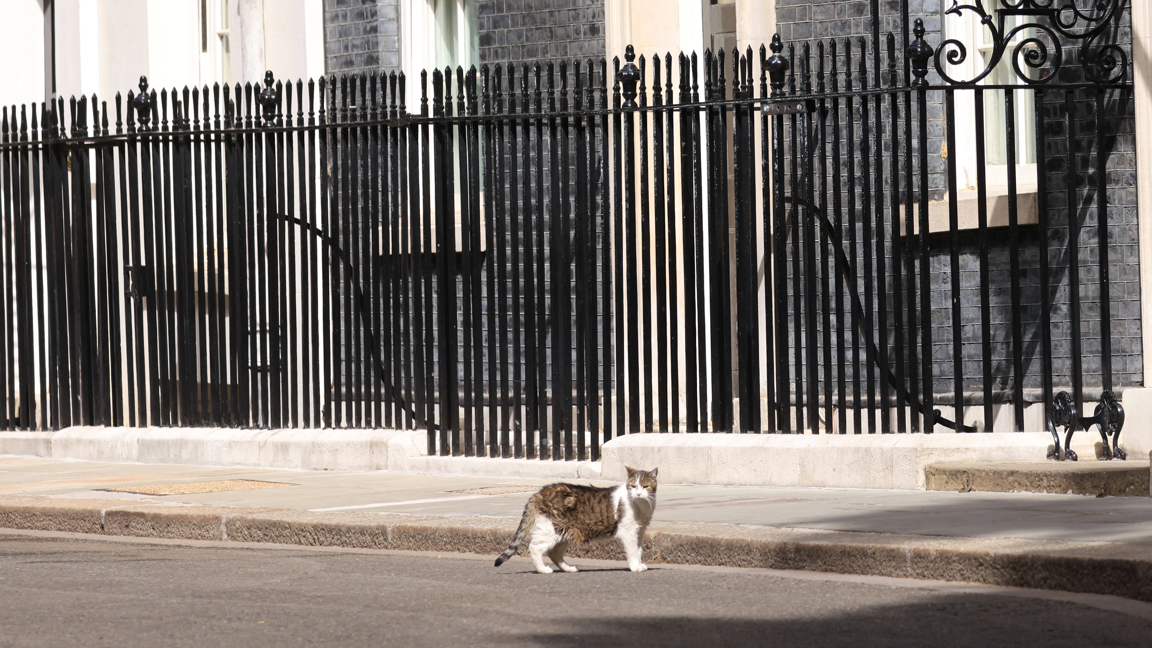 Les Premiers ministres se succèdent à Downing Street, le chat reste