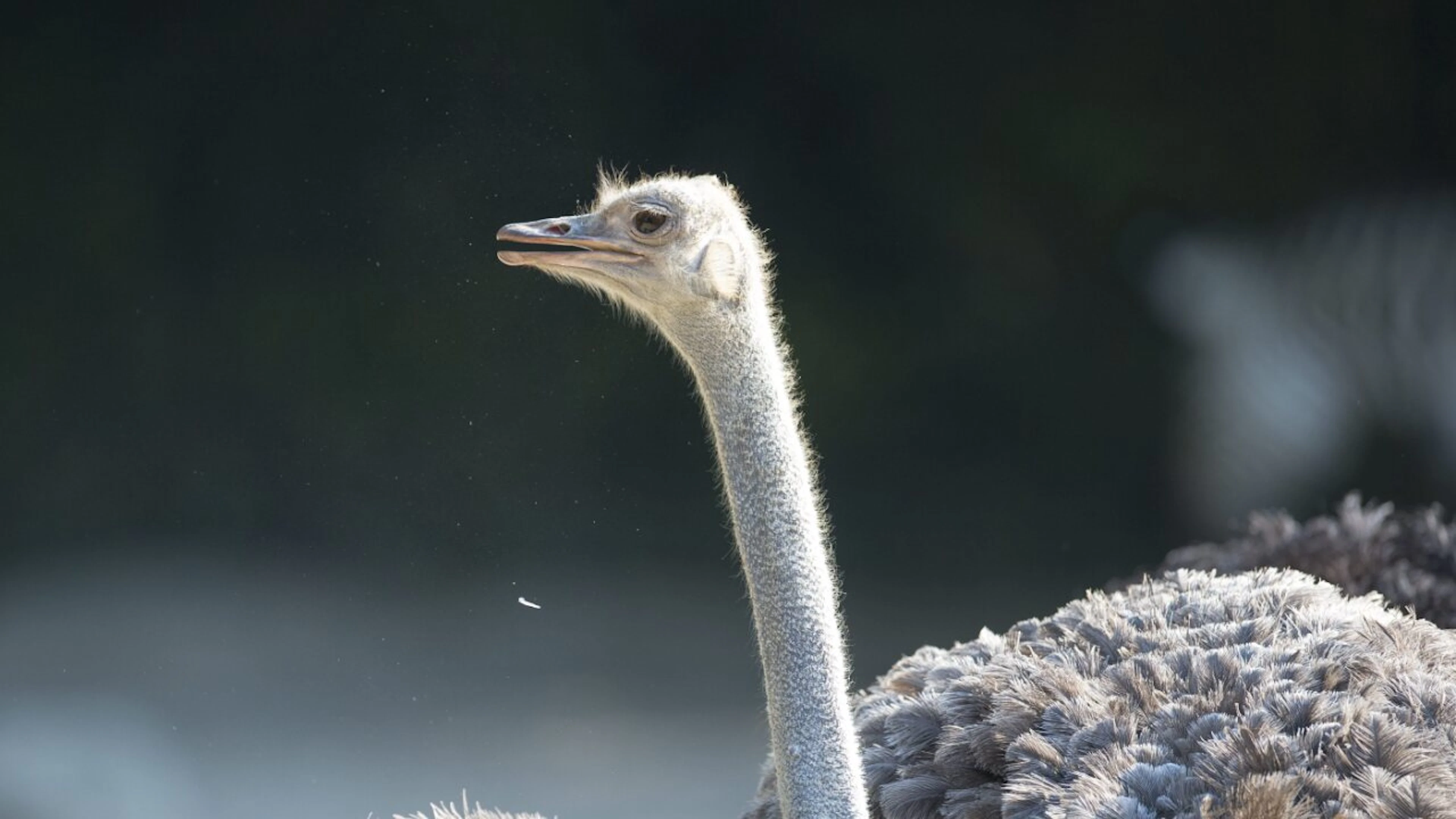 Femmina di struzzo uccisa da ippopotami allo zoo di Basilea