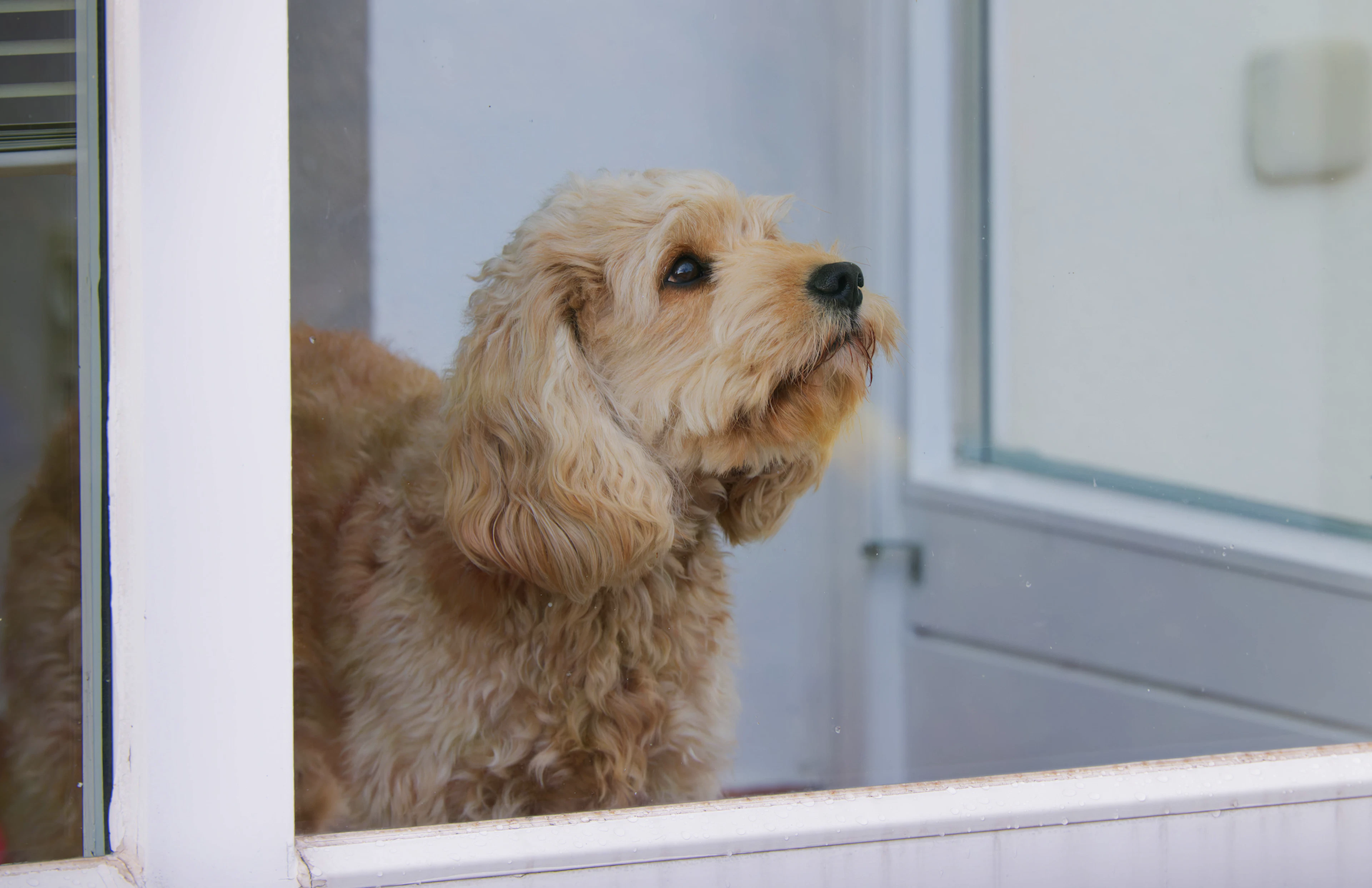 Weil sein Besitzer unauffindbar ist, wurde ein Hund im Kanton Zürich vorsorglich beschlagnahmt.