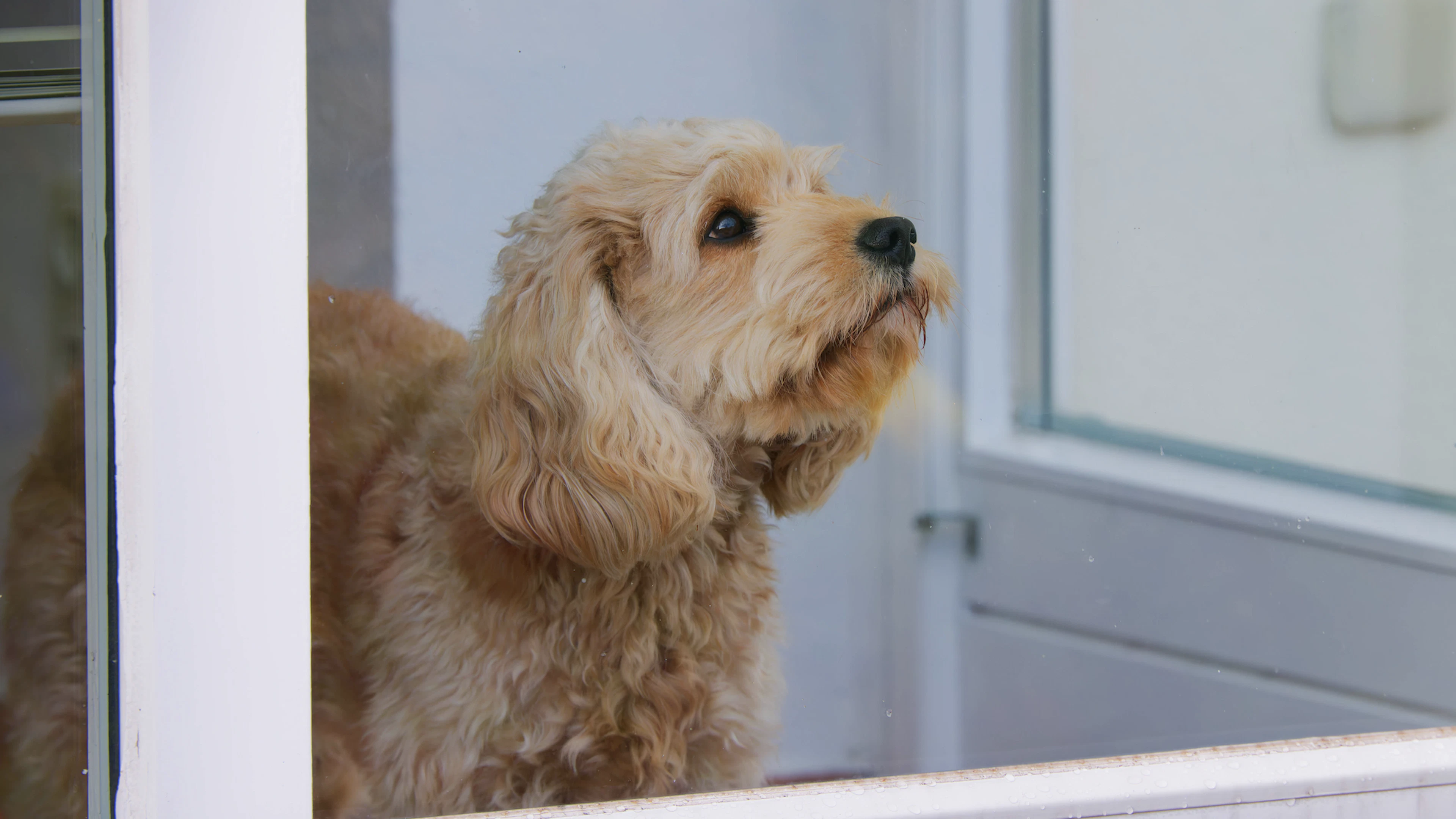 Mann verreist und lässt Hund in Wohnung zurück