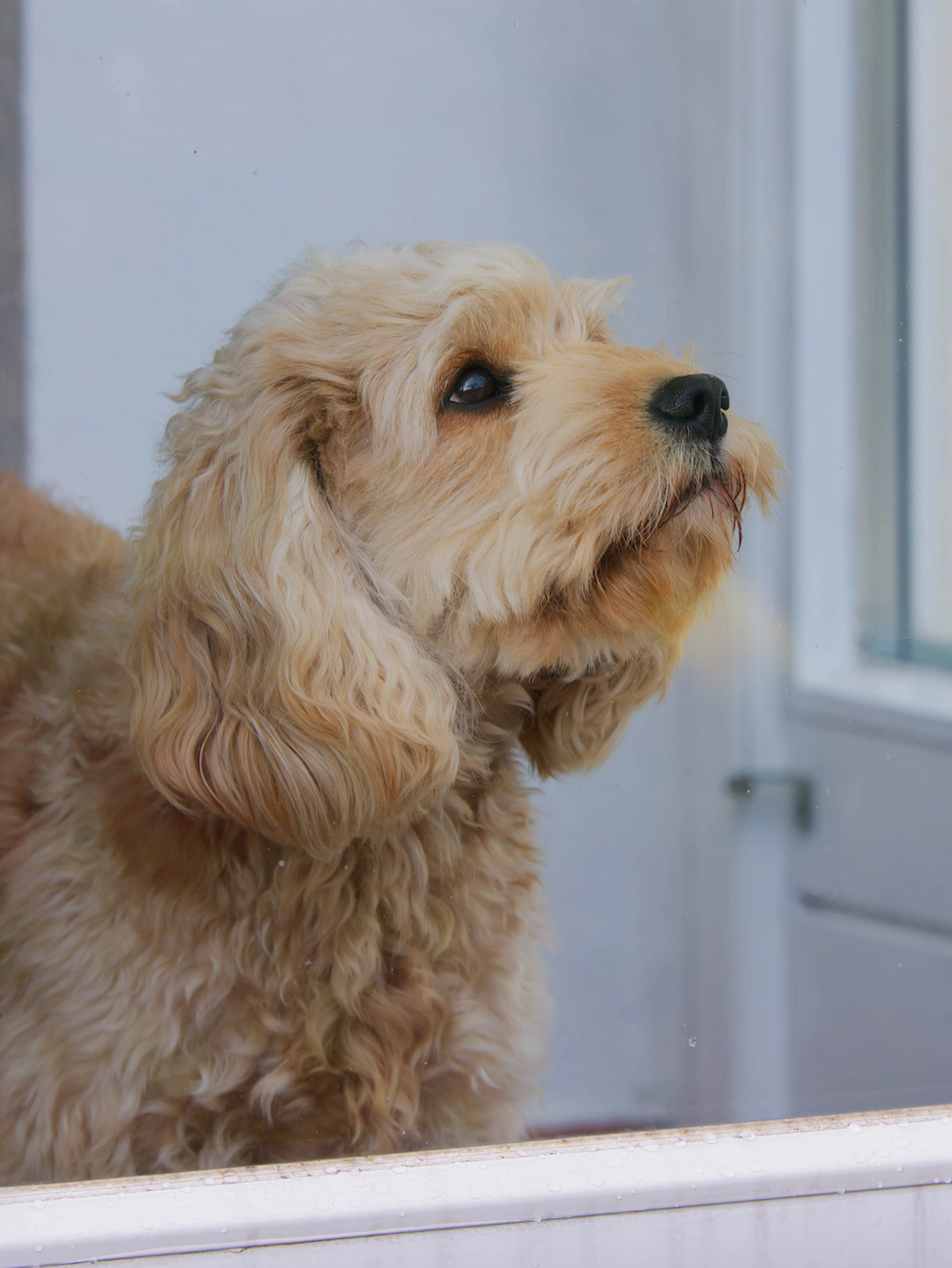 Mann verreist und lässt Hund in Wohnung zurück