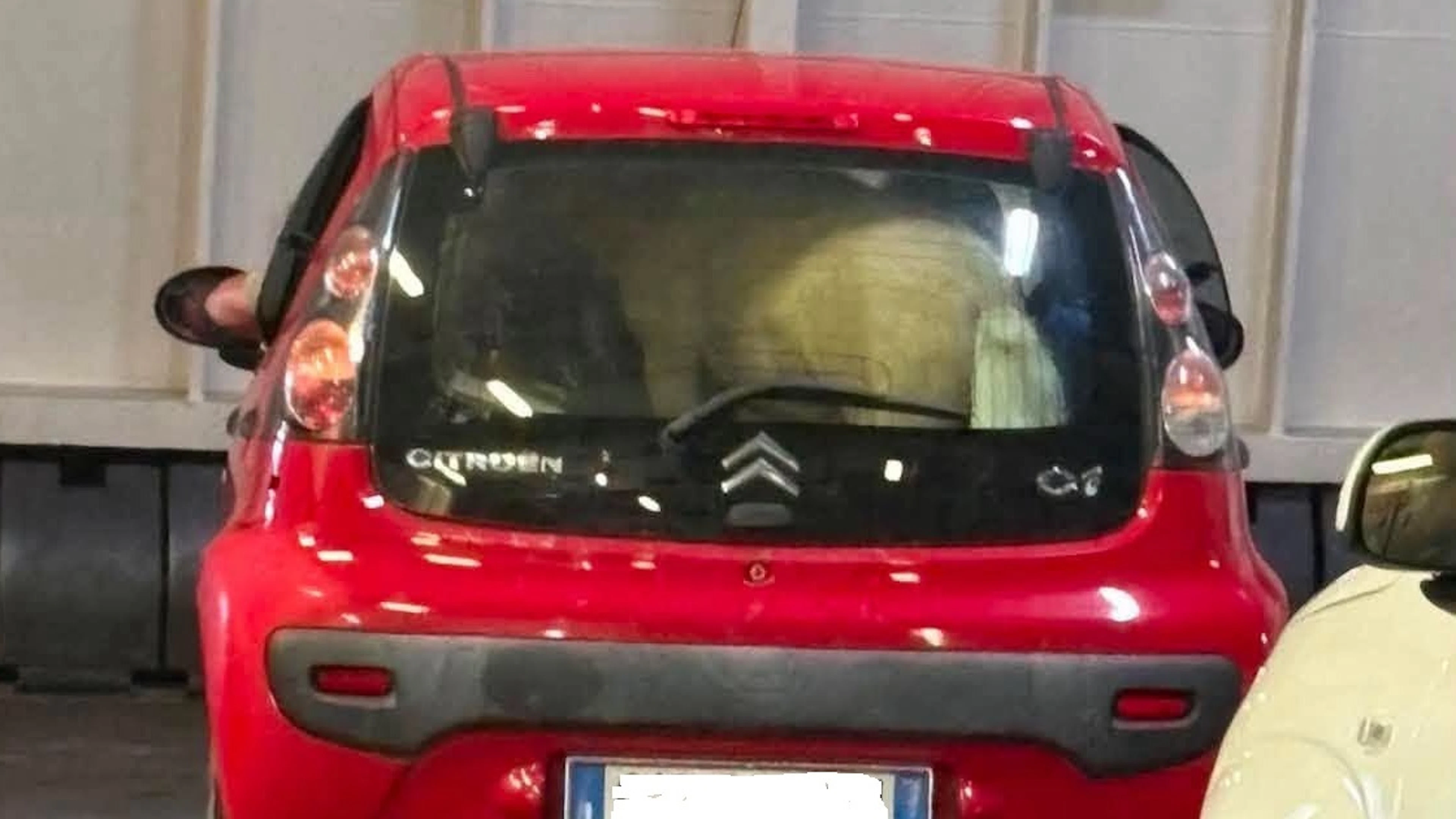 Nel bagagliaio di un'auto sul traghetto per Ischia c'era... un pony