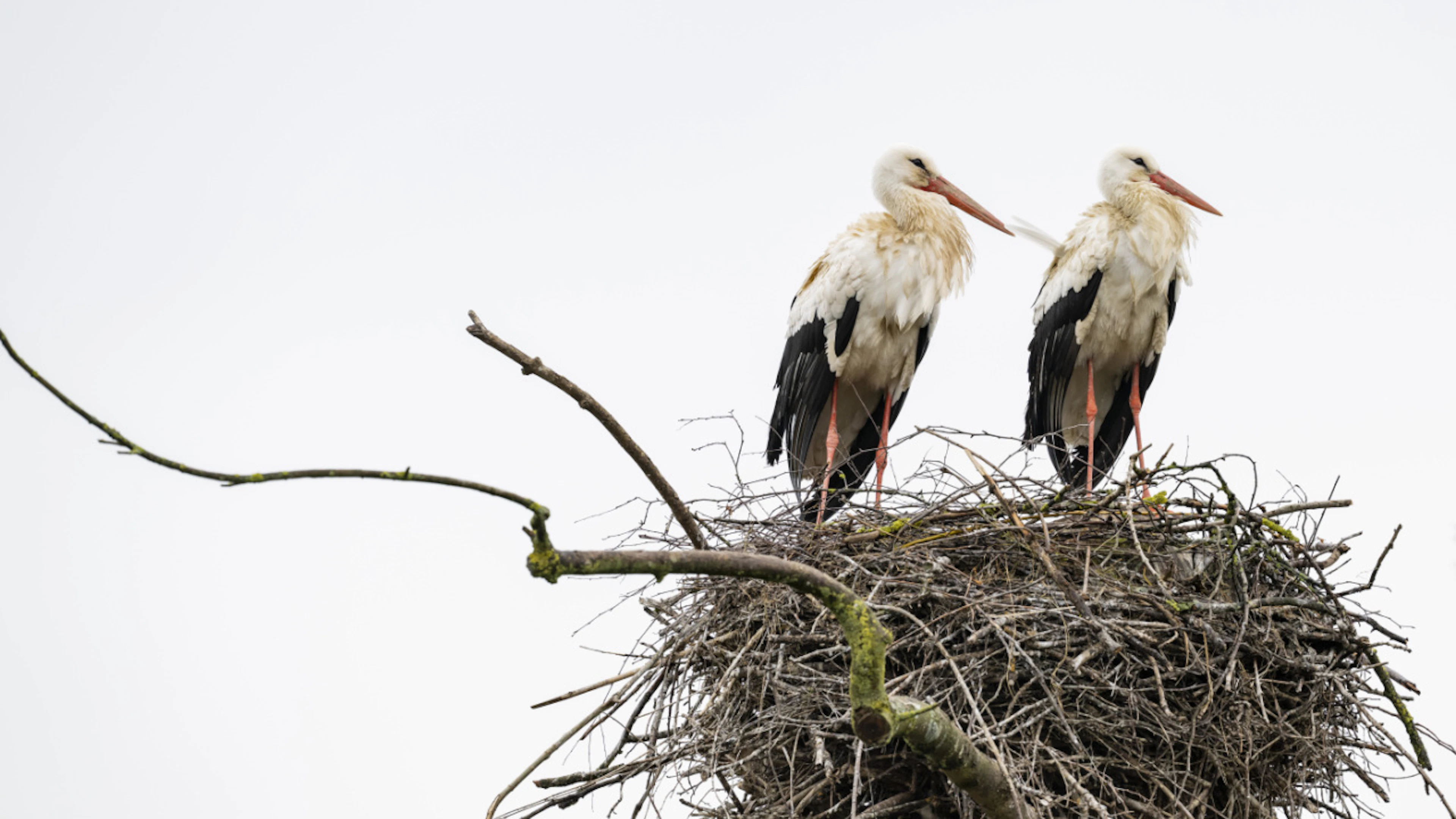 Bird Migration