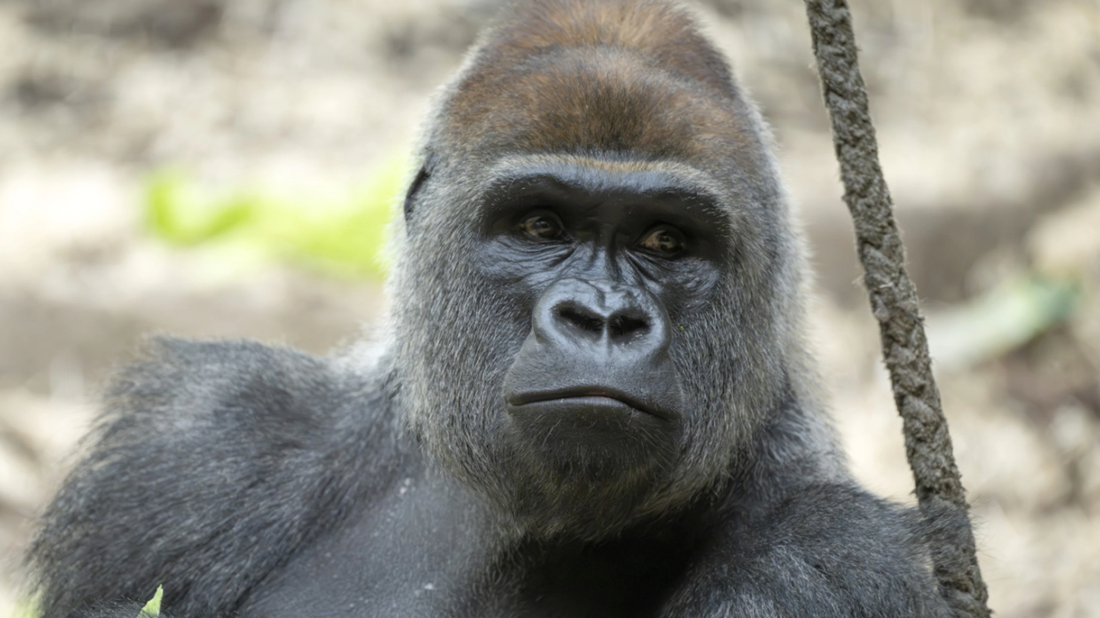 La fondazione Franz Weber dice basta ai gorilla allo Zoo di Basilea