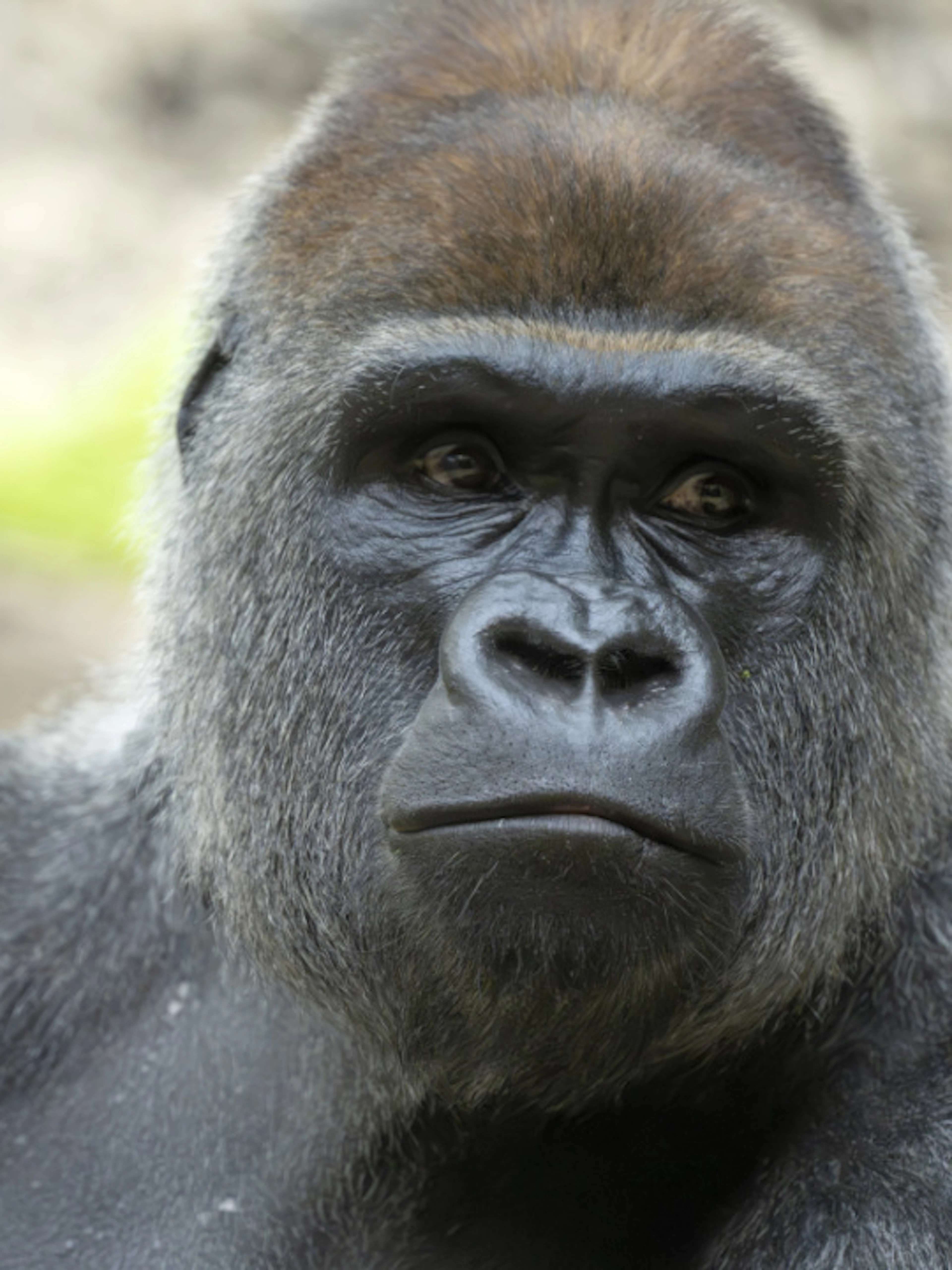 La fondazione Franz Weber dice basta ai gorilla allo Zoo di Basilea