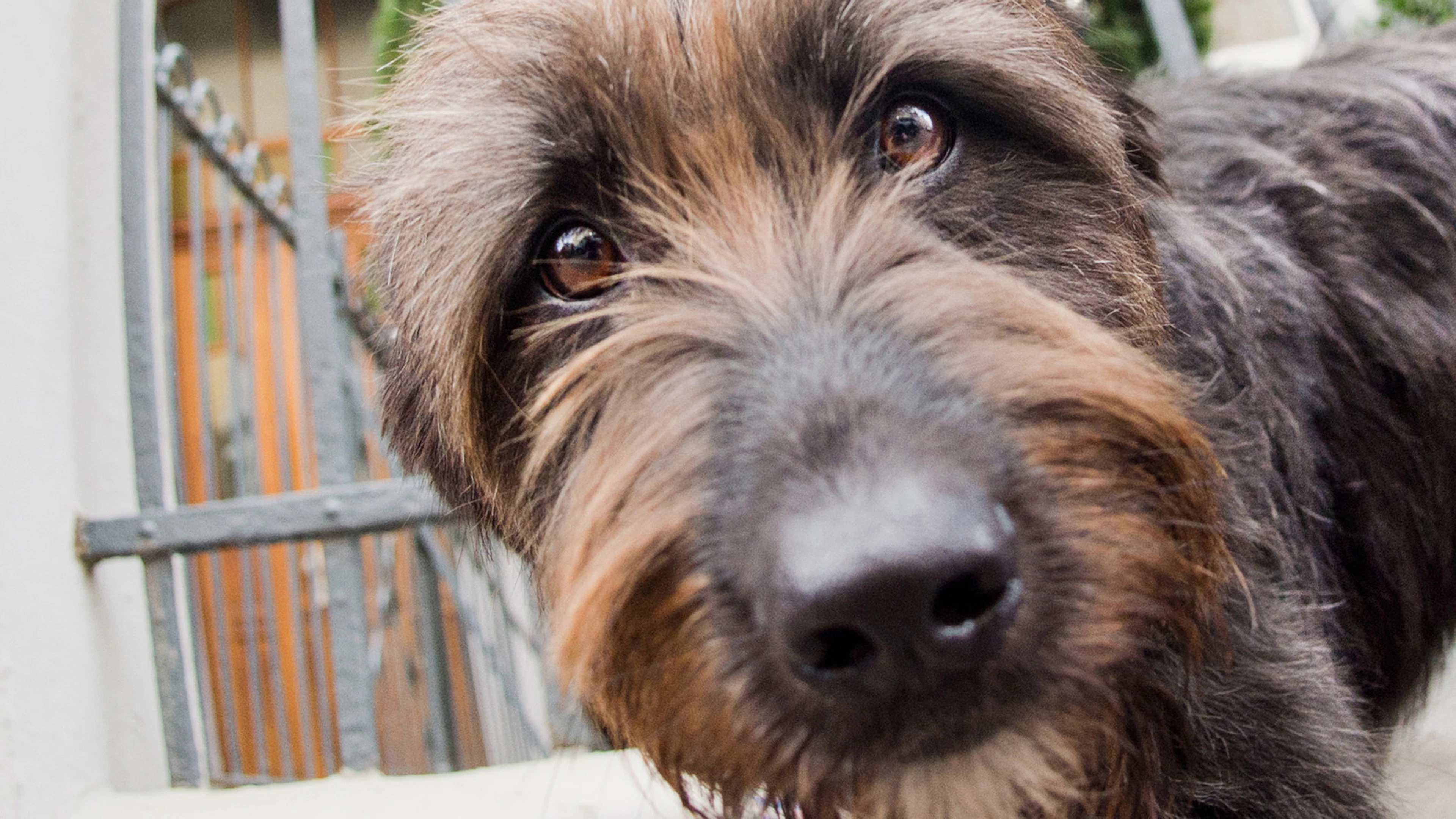 A Chiasso scatta l'obbligo di risciacquare la pipì dei cani, una prima in Ticino