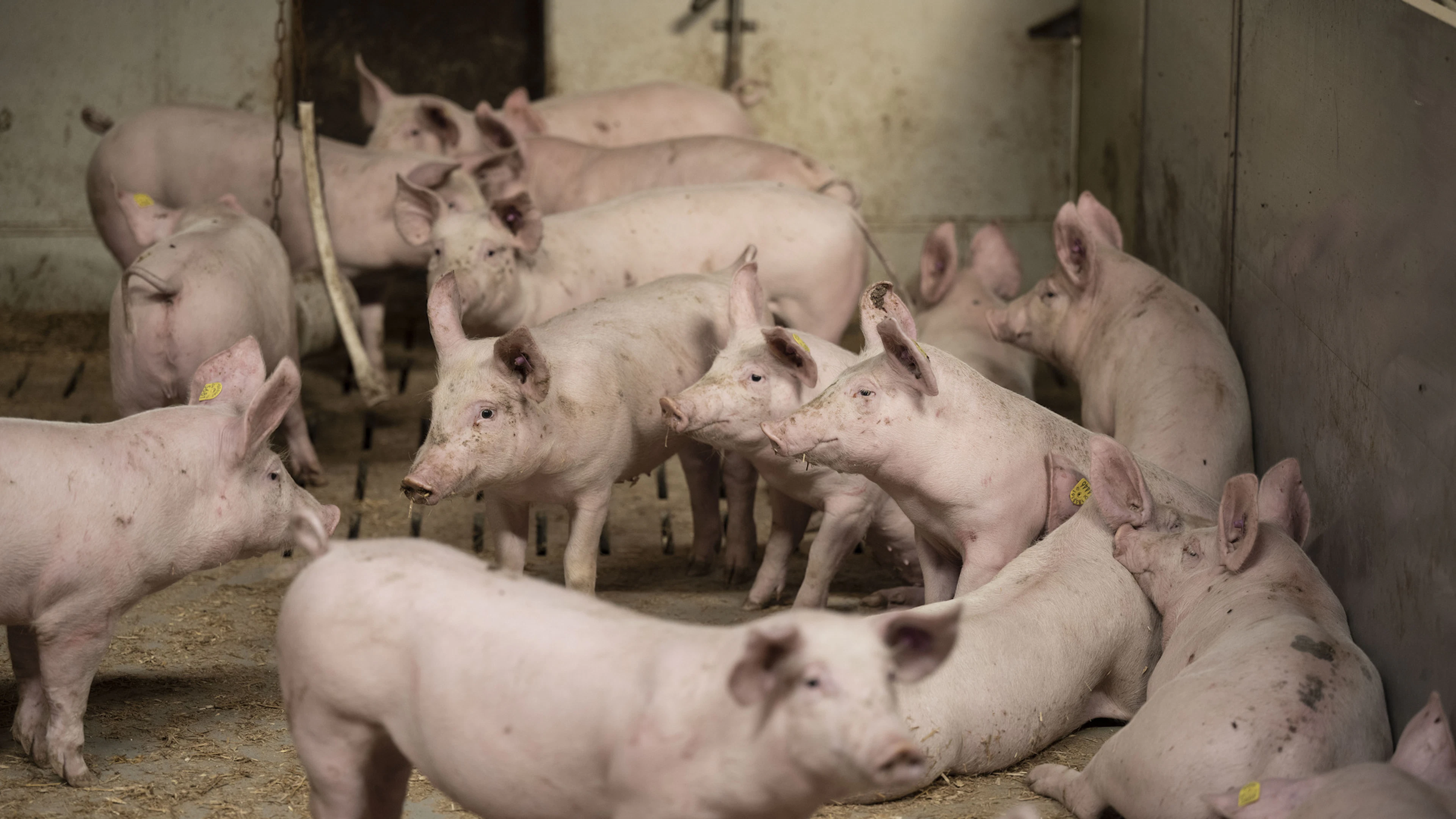 Une pétition veut mieux protéger les animaux et réviser la loi