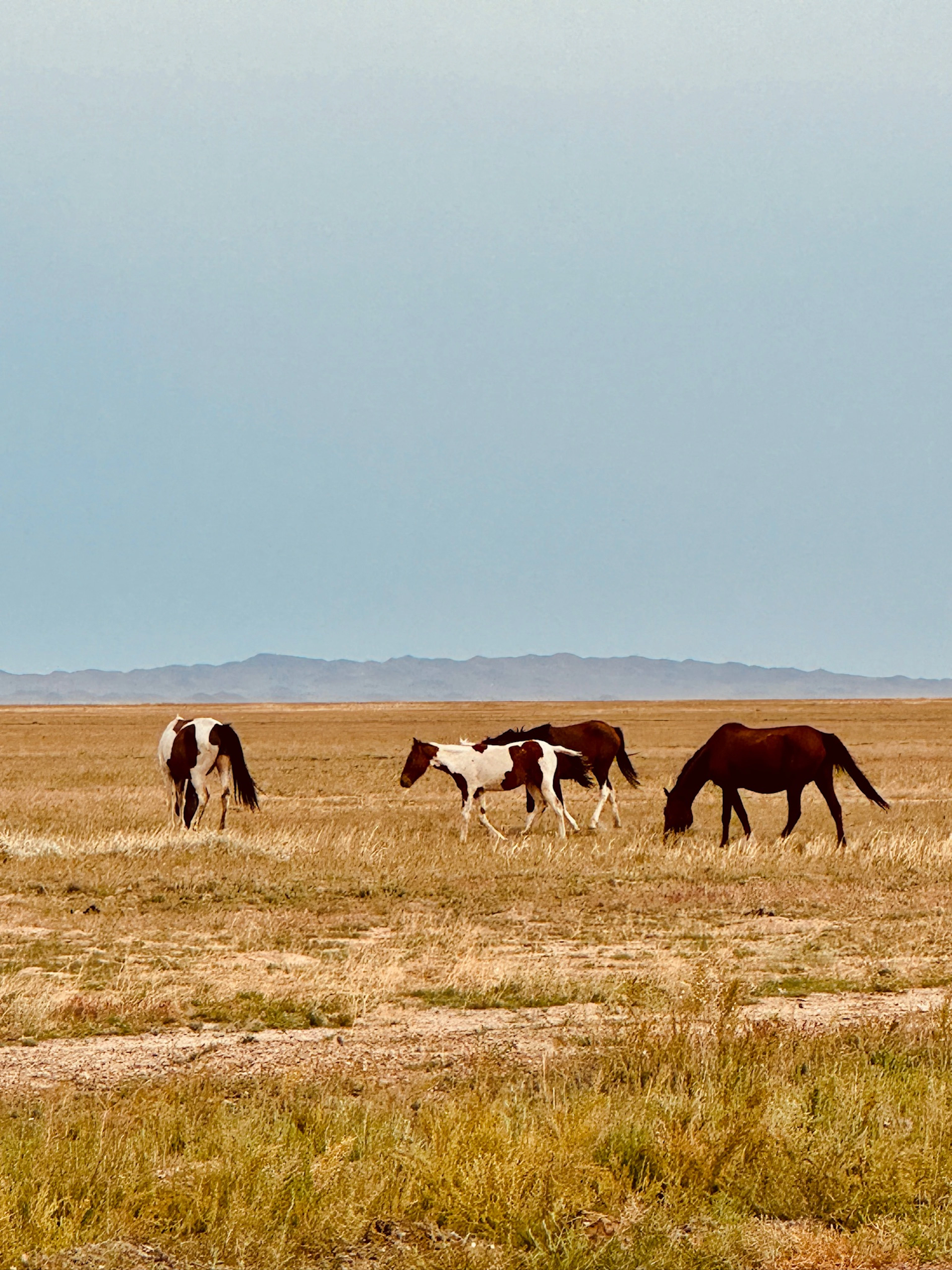 Pferde sind in der Steppe Kasachstans immer wieder anzutreffen.