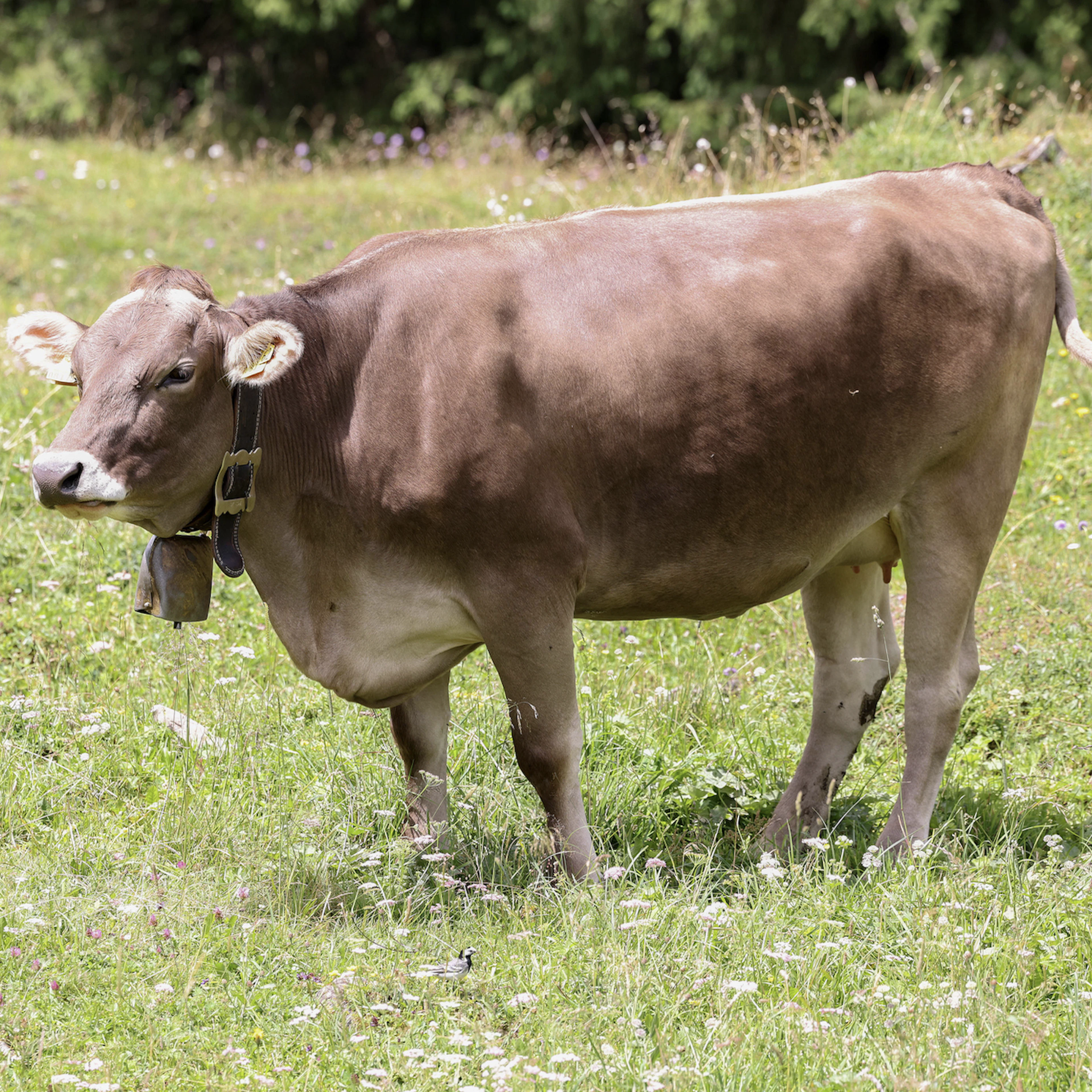 Era successo anche in Svizzera