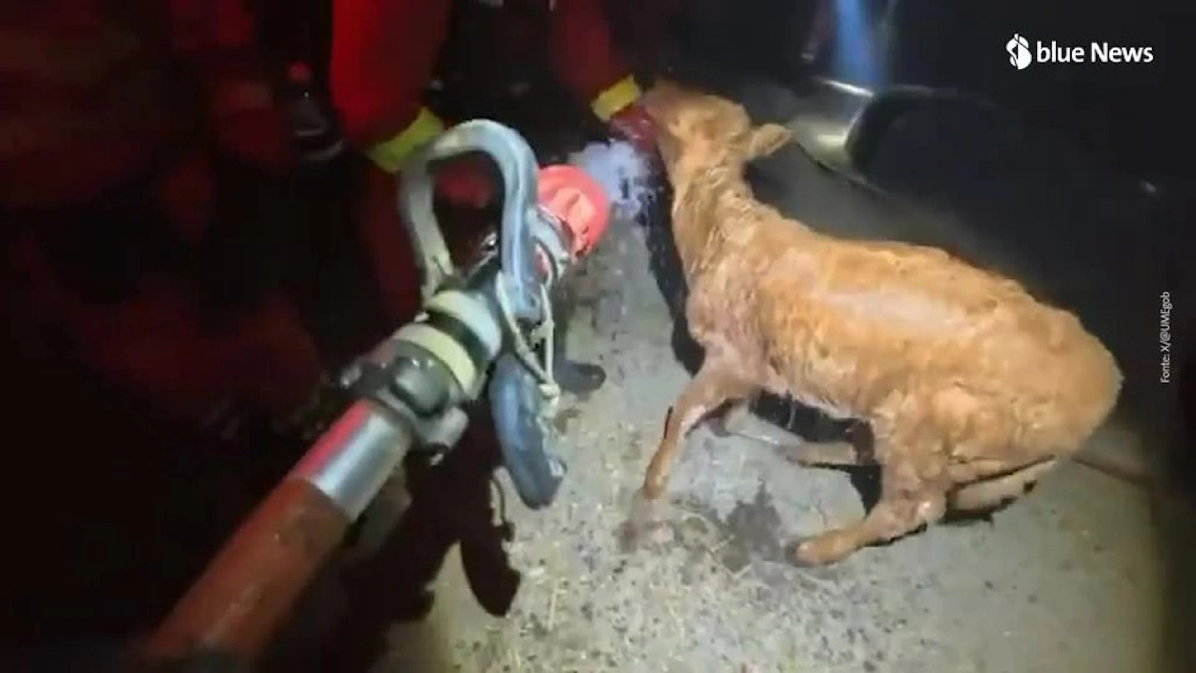 Animali minacciati dalle fiamme