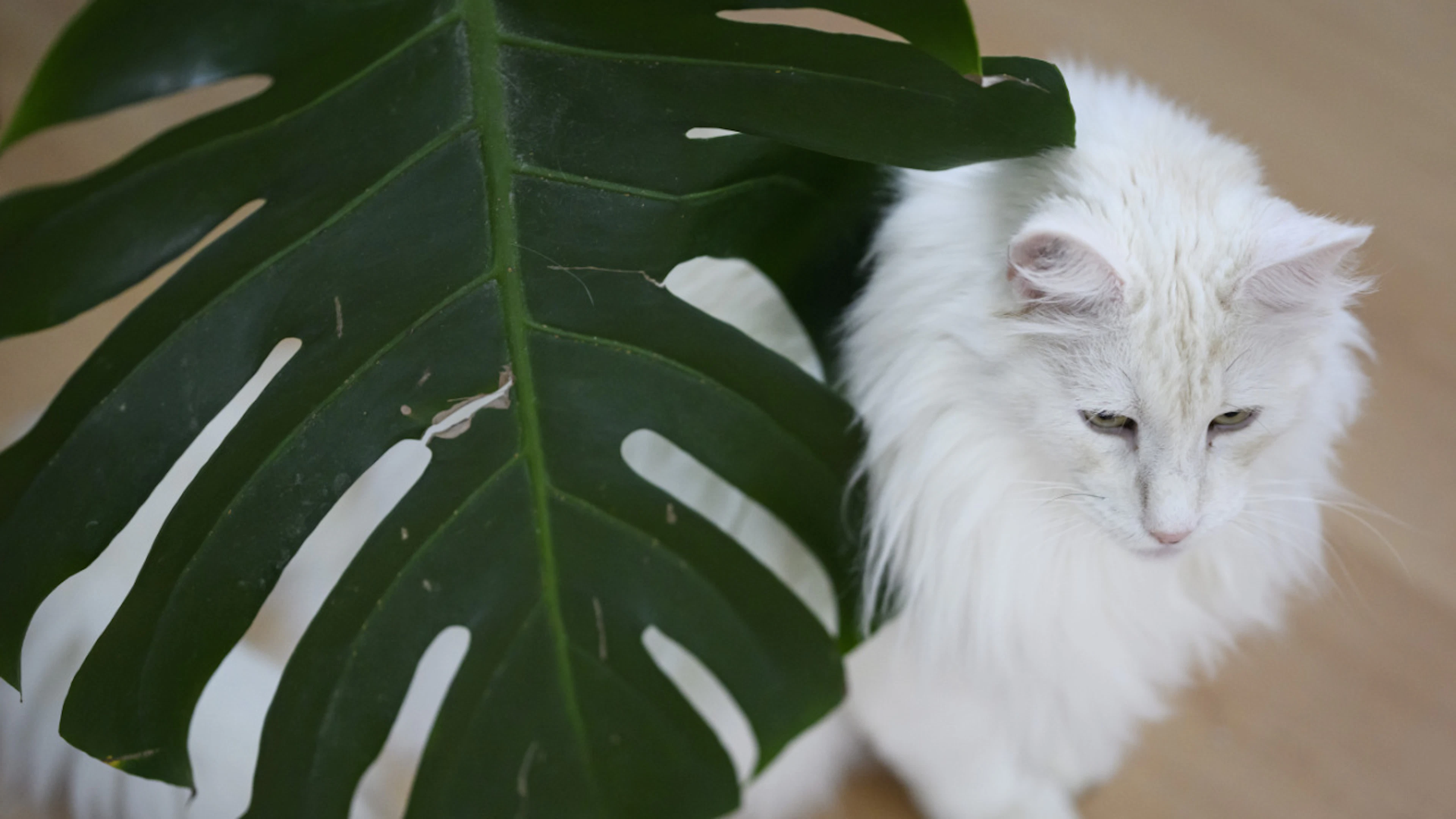According to a new study, owners of cats, dogs, and other pets are no happier than people without pets. (Stock photo)