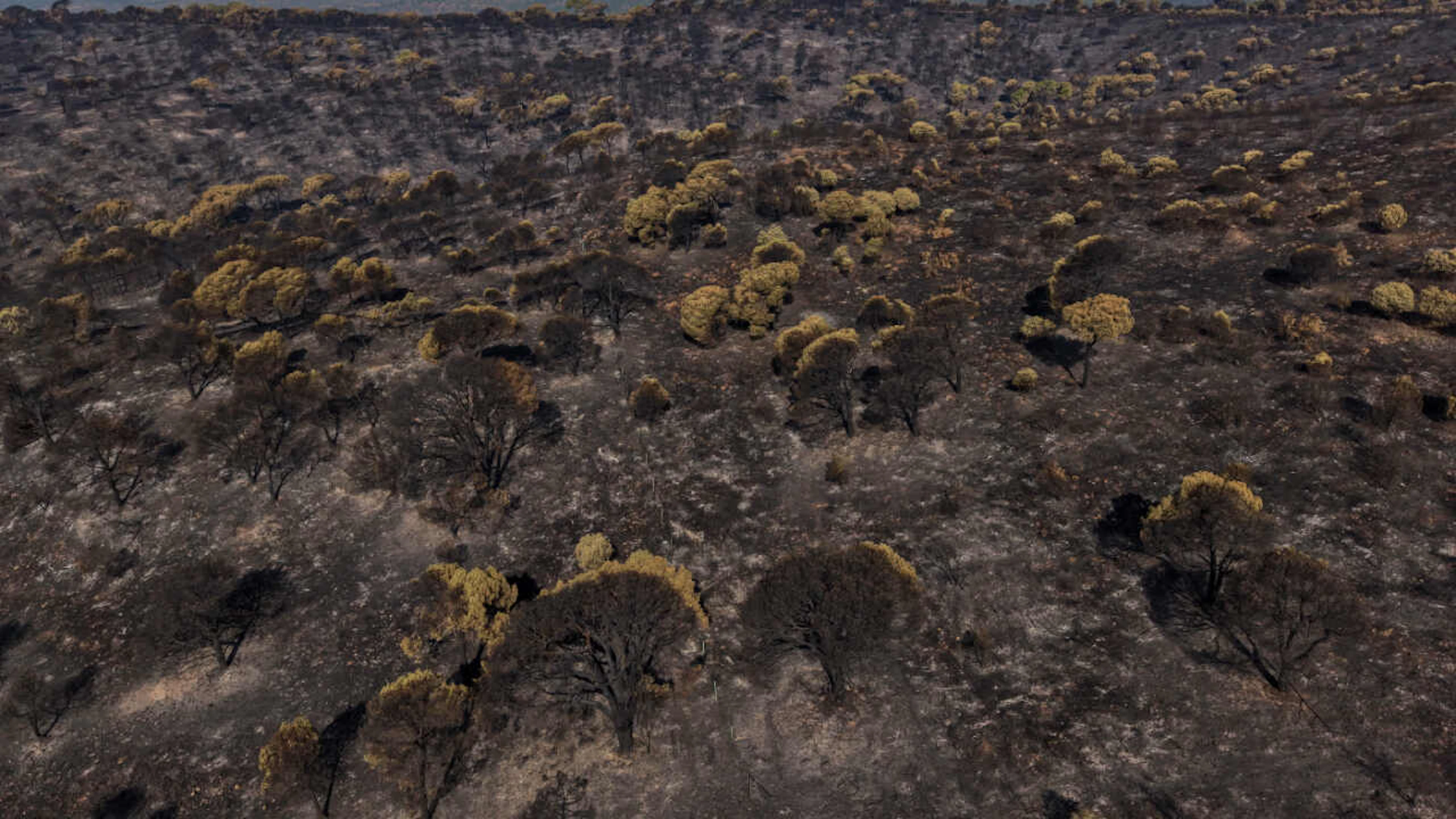An area devastated by a wildfire in El Encinar del Alberche in the province of Madrid, Spain. Photo: Manu Fernandez/AP/dpa