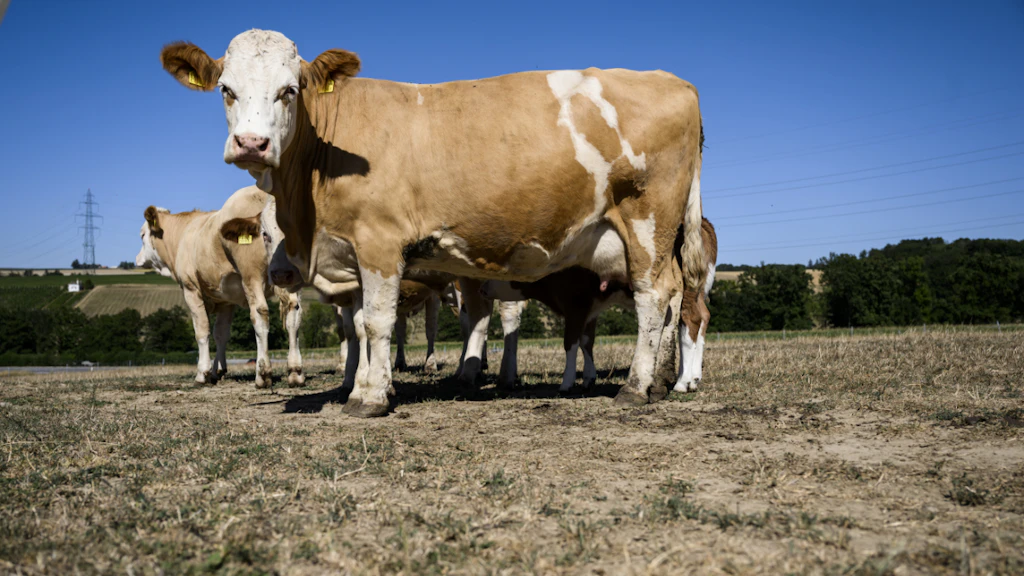 Mysterious Disease Affects Swiss Dairy Cows: Causes Still Unknown