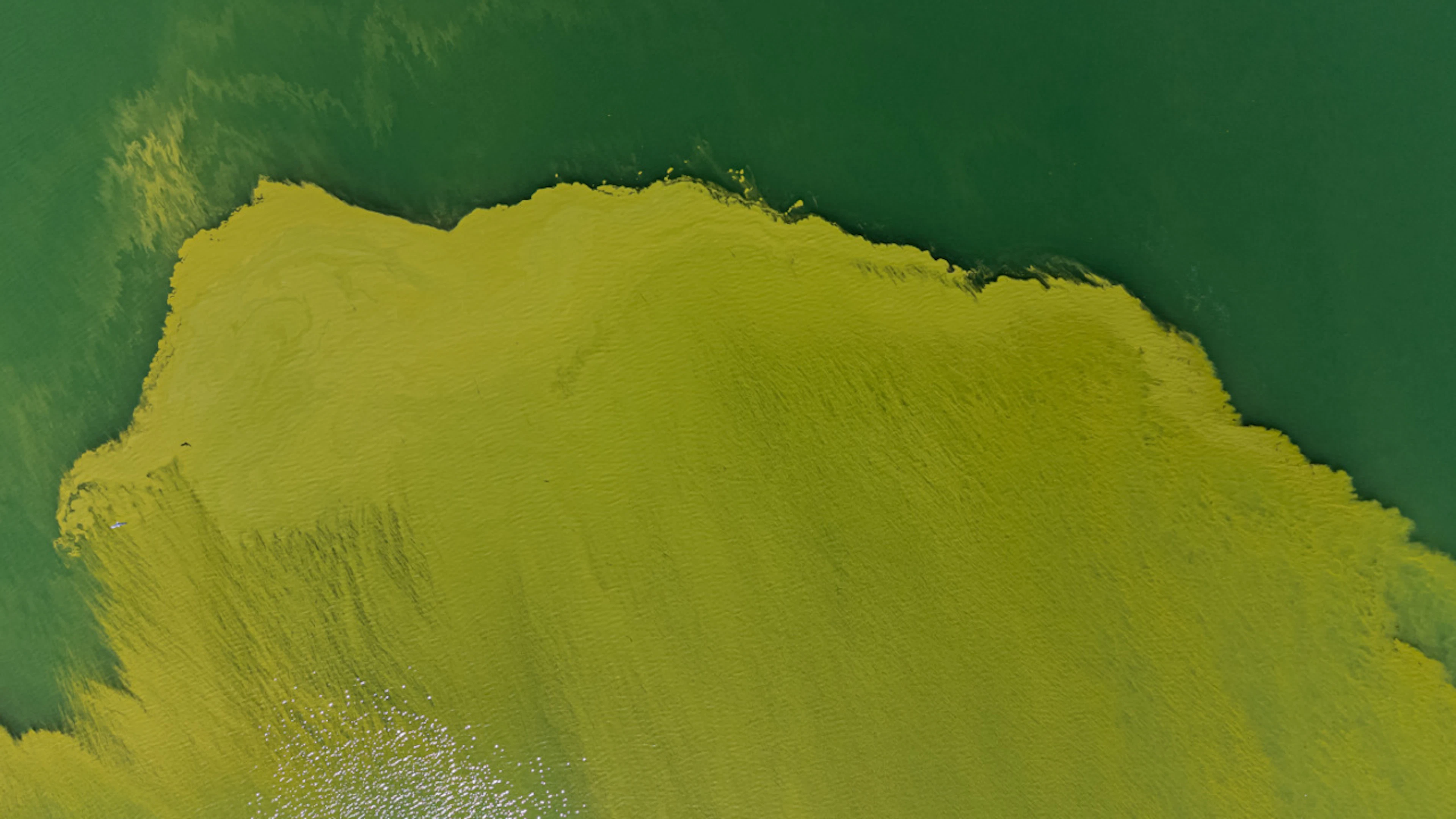 Neuer Sensor spürt Blaualgen-Gifte in Schweizer Seen auf