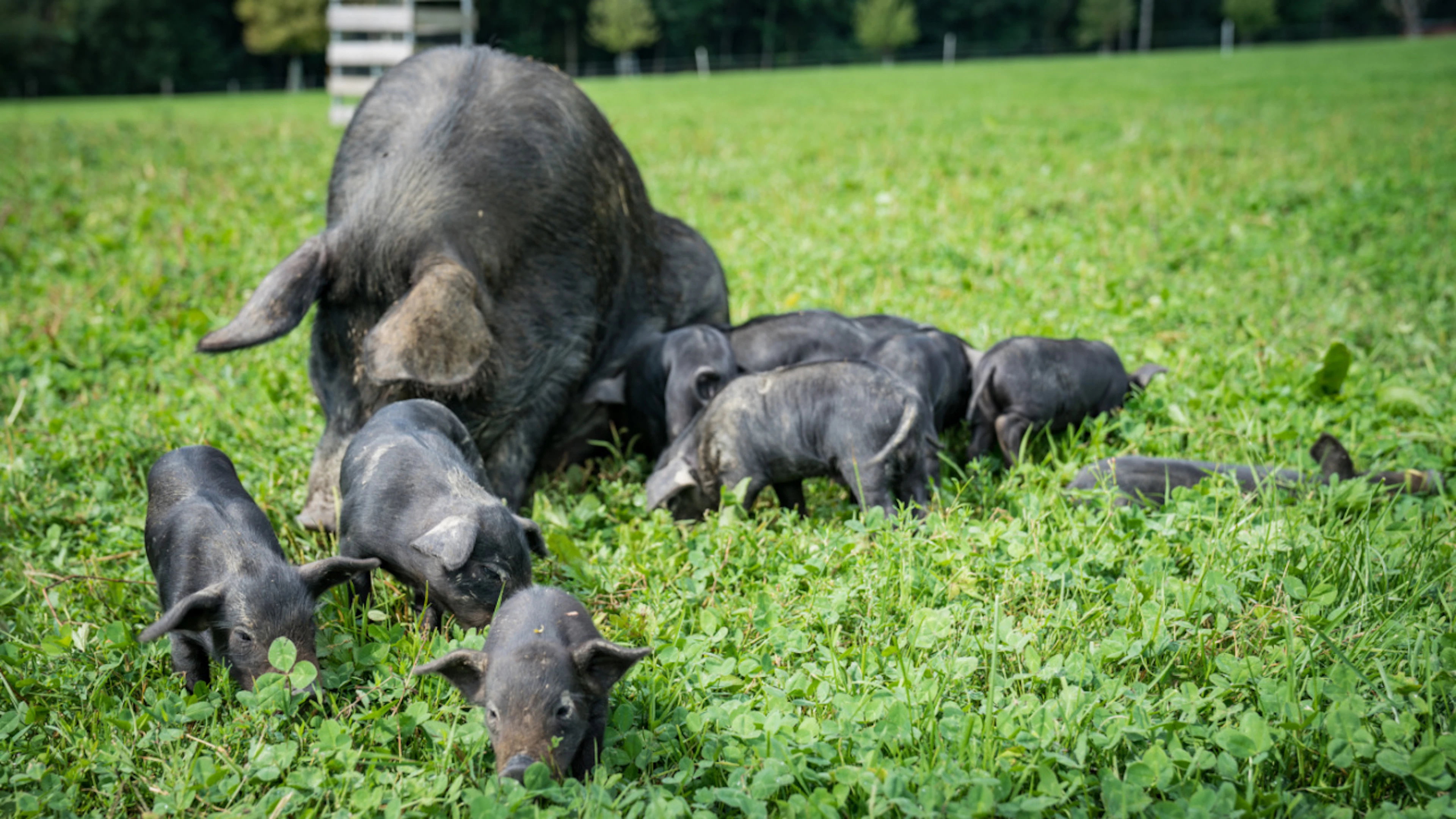 The Federal Office for Agriculture (BLW) has officially recognized the Black Alpine Pig as an old, native livestock breed.