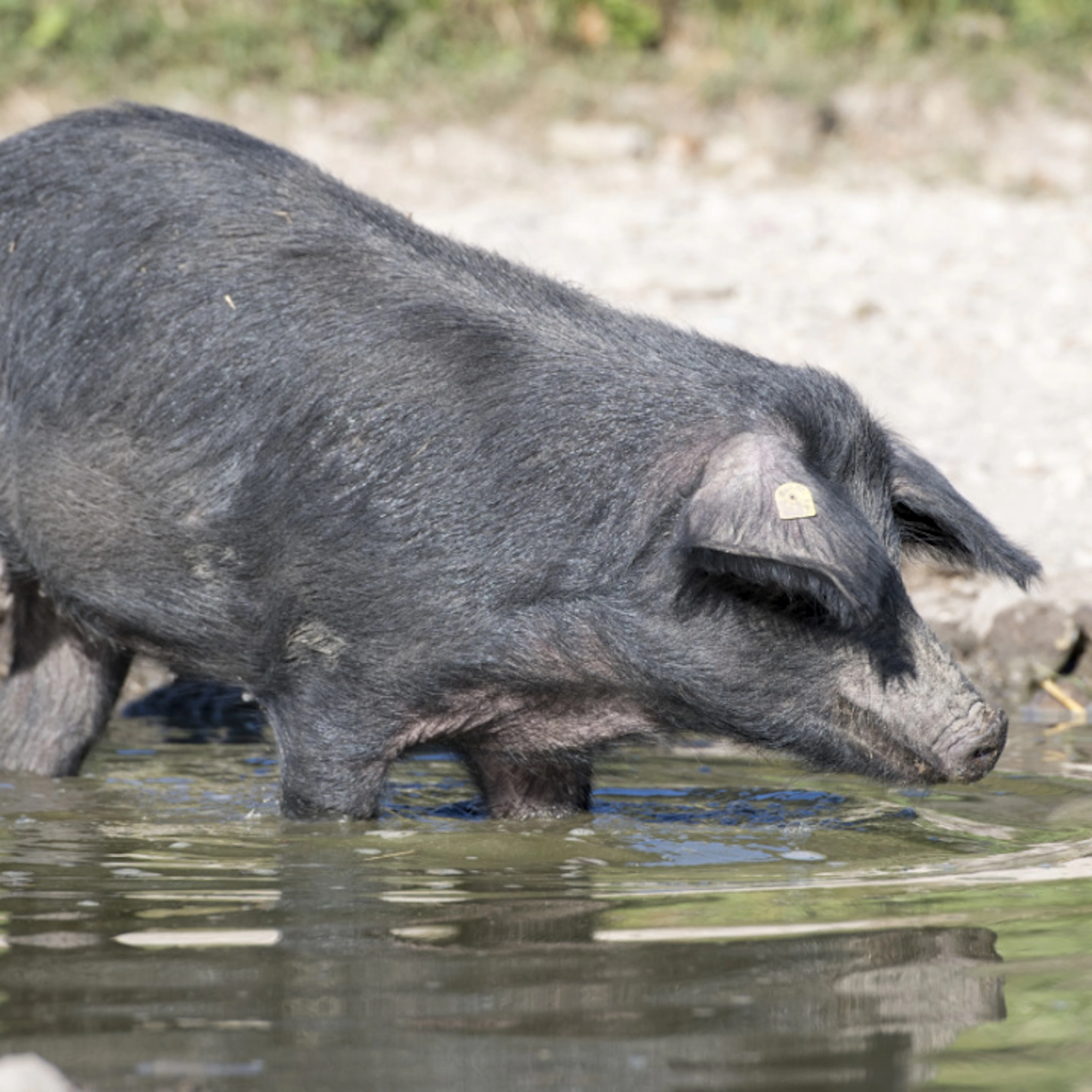 Specie in pericolo