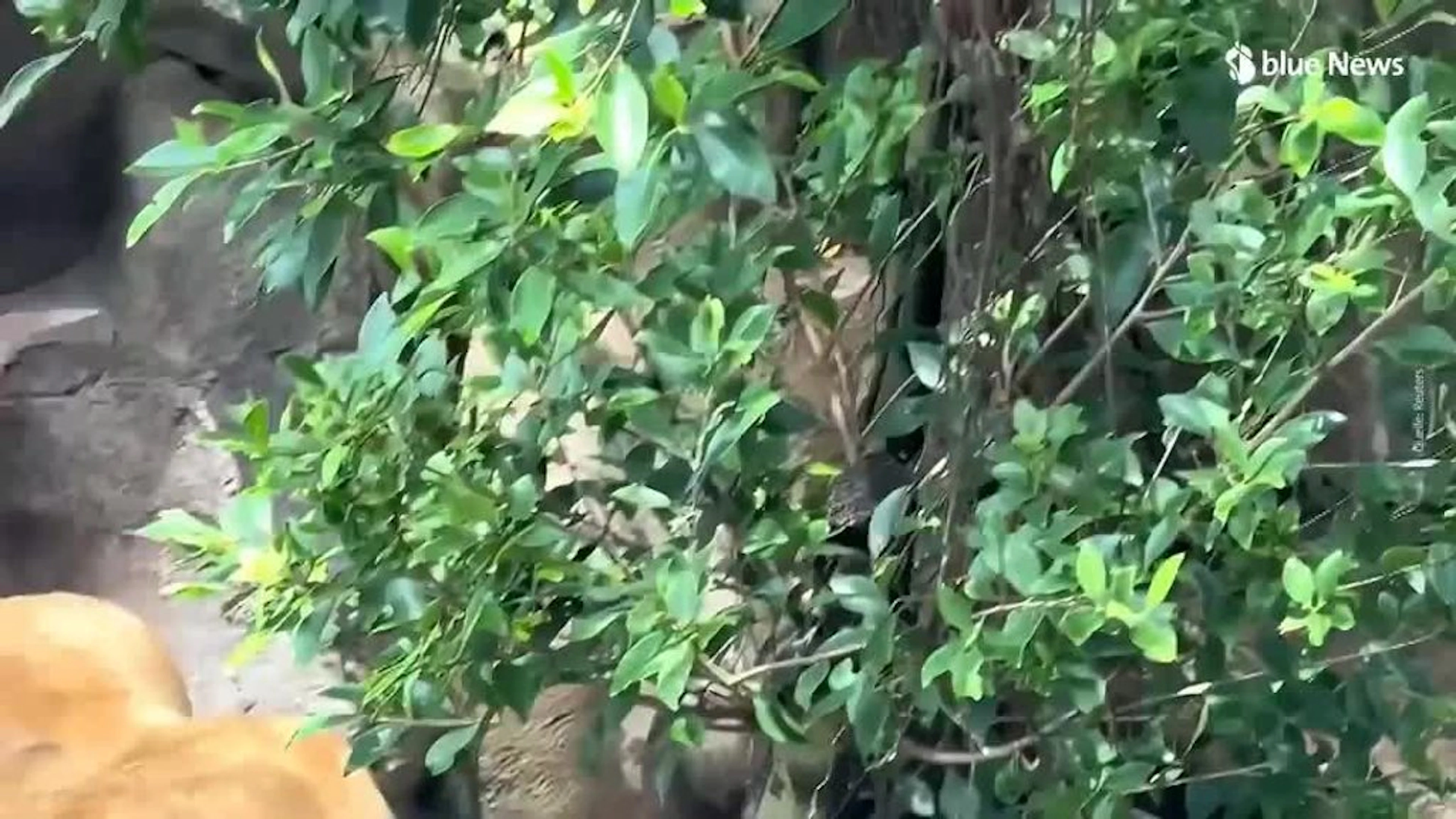 Ungewöhnliche Begegnung: Tigerbaby fällt ins Löwengehege – Reaktion von Löwin überrascht