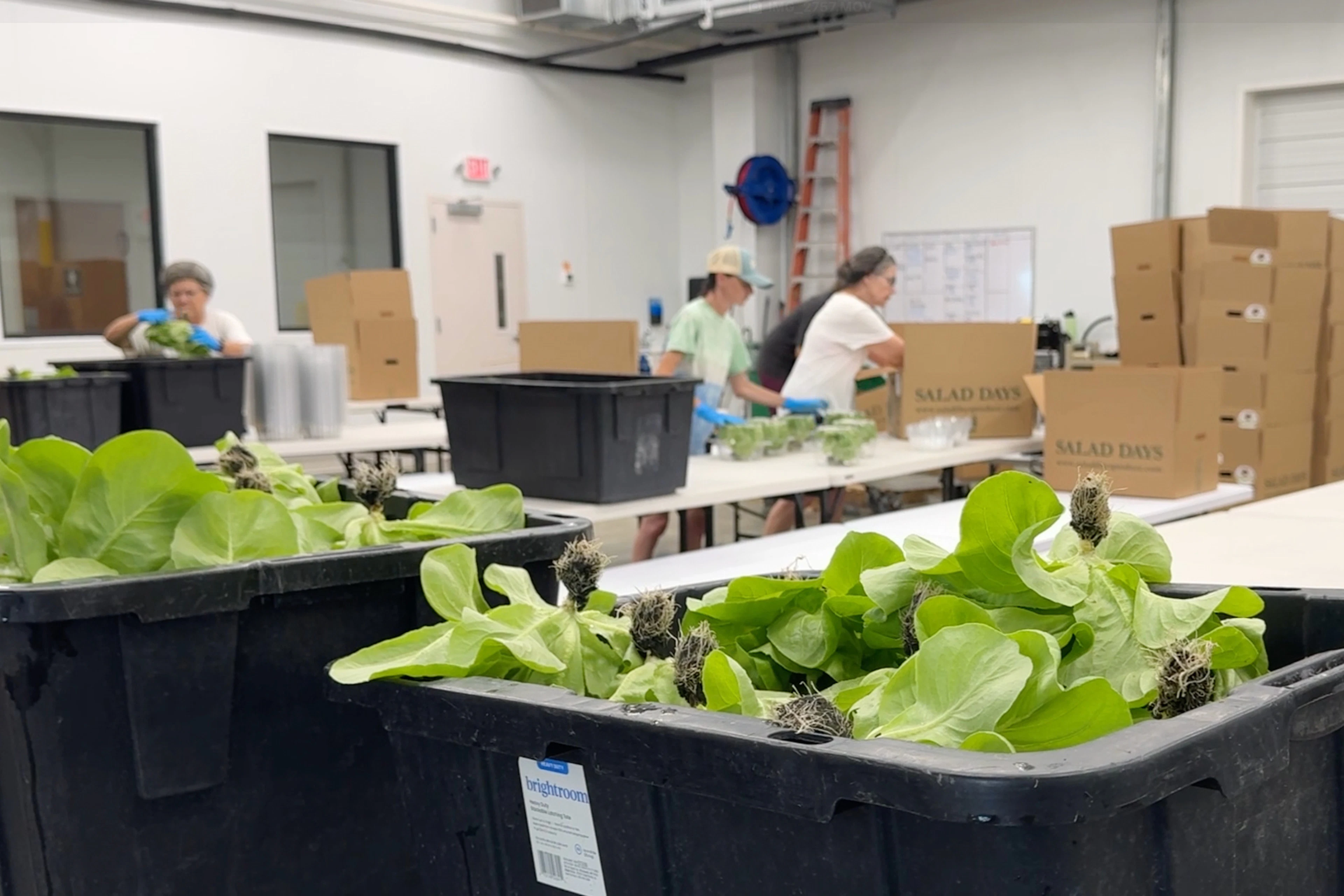 Farm workers in Flora, Missouri, pack heads of lettuce into crates. (July 31, 2026)