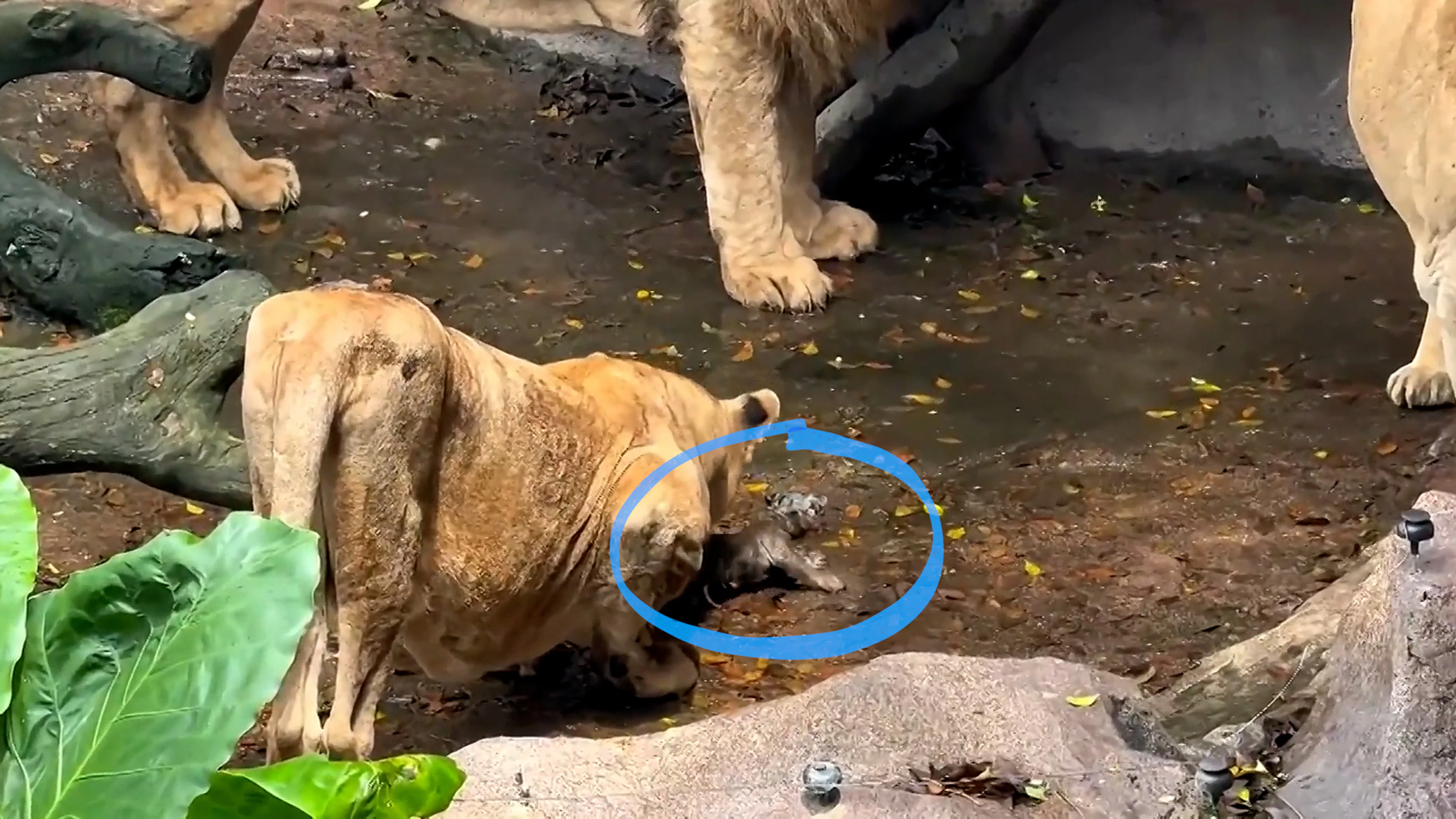 Tigerbaby fällt ins Löwengehege – Reaktion von Löwin überrascht
