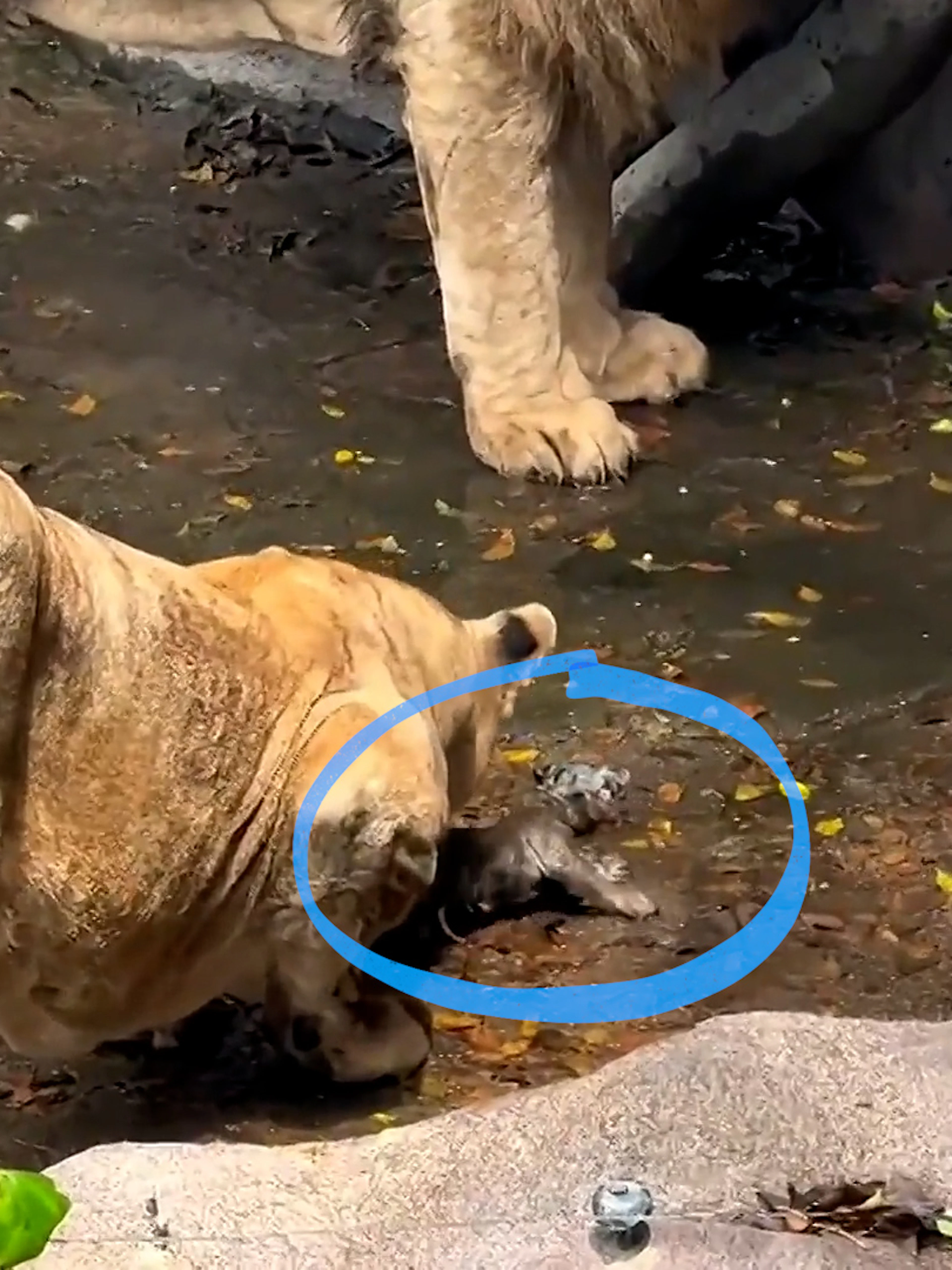Tigerbaby fällt ins Löwengehege – Reaktion von Löwin überrascht