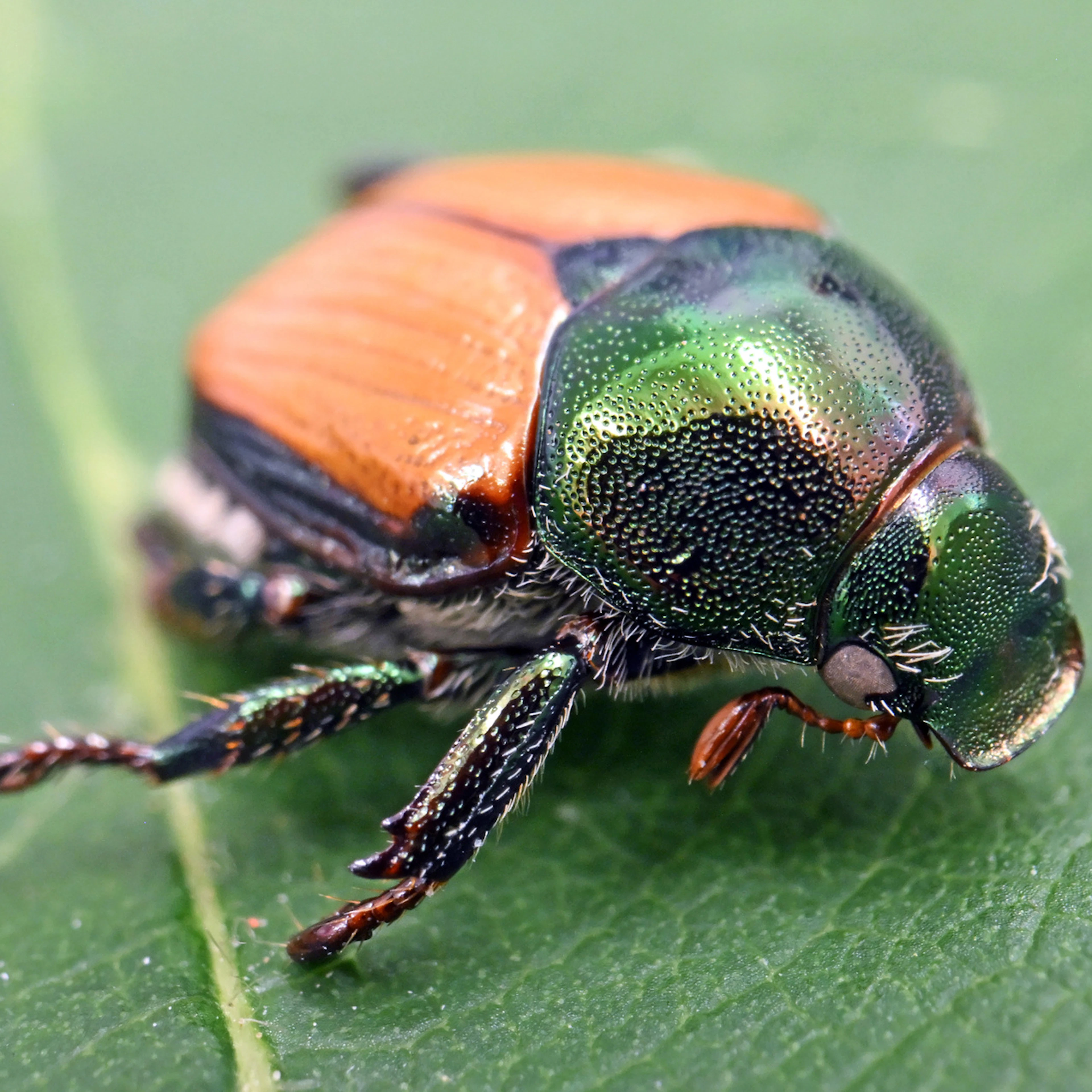 Invasive pest