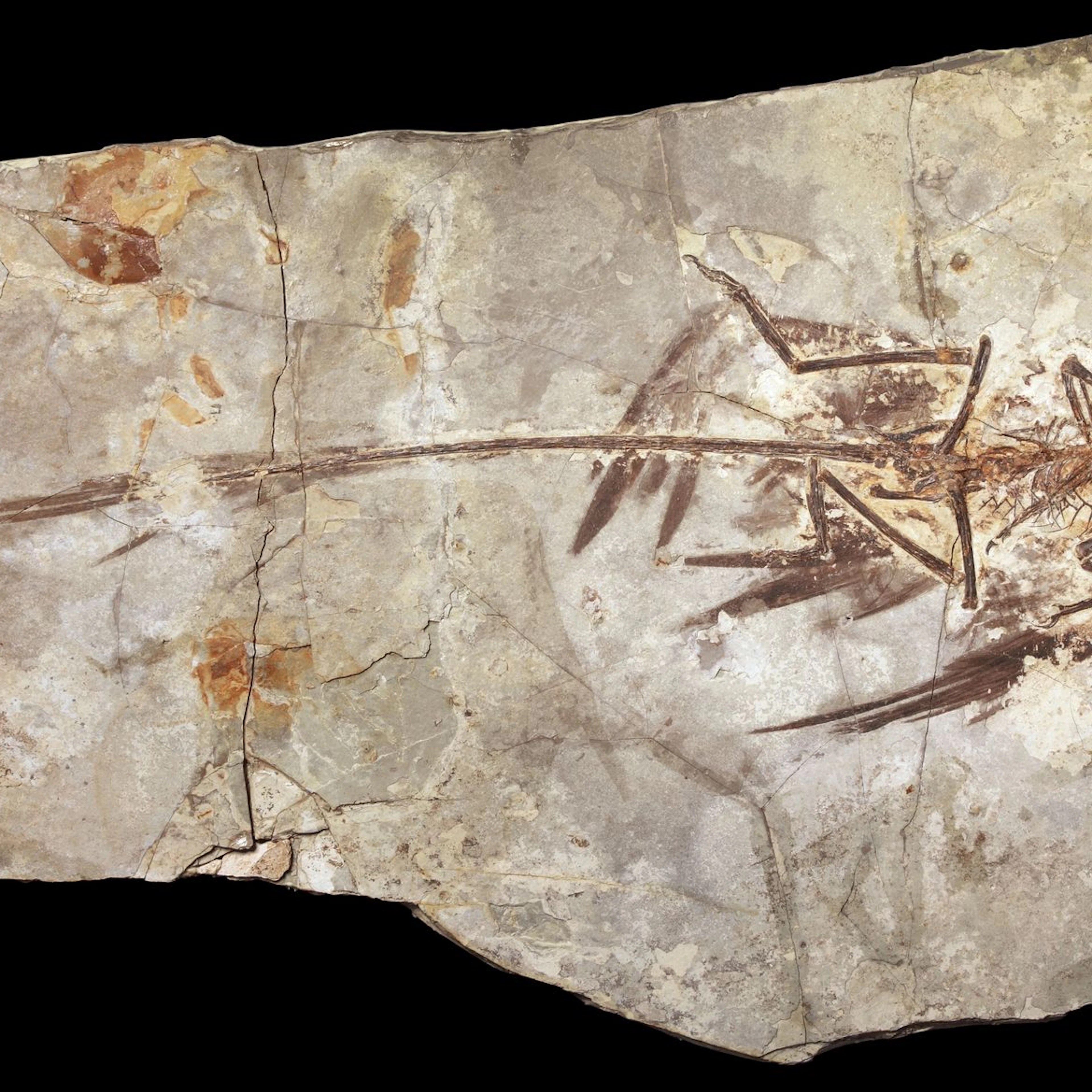 Microraptors were the smallest