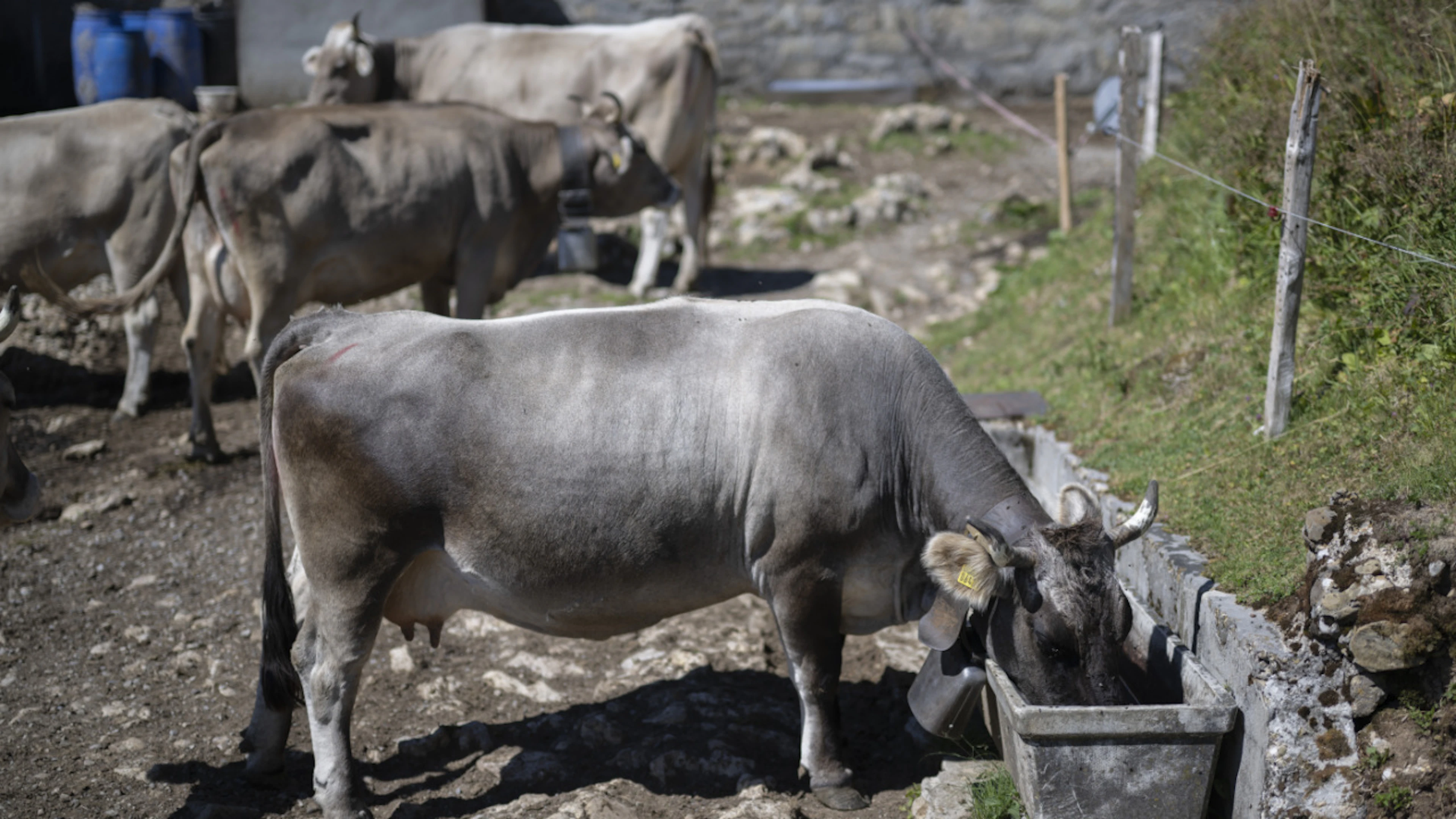 Mucche, macellate quasi un terzo in più in giugno e luglio
