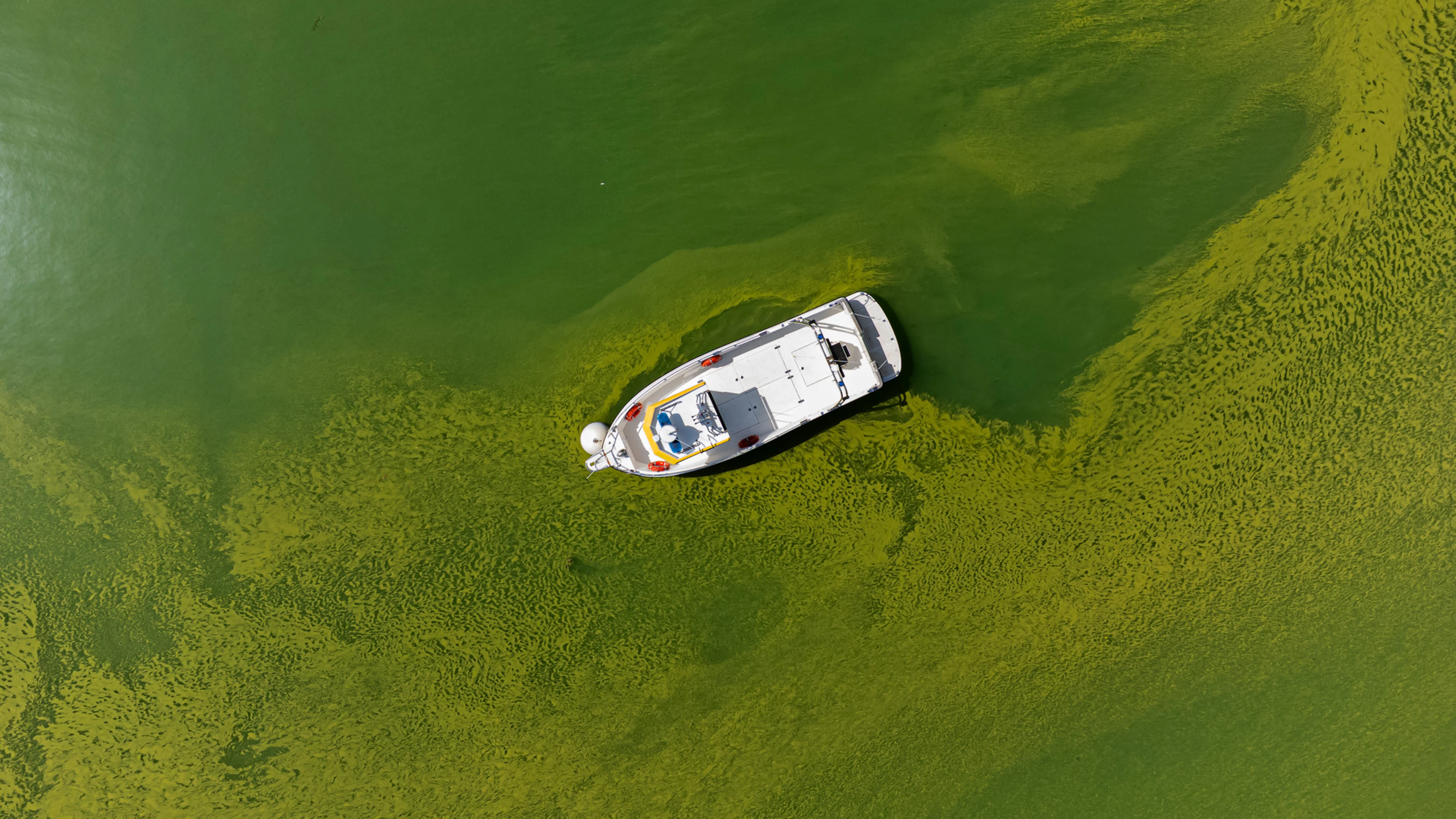 Rilevate lievi fioriture di cianobatteri nel bacino sud del Lago Ceresio