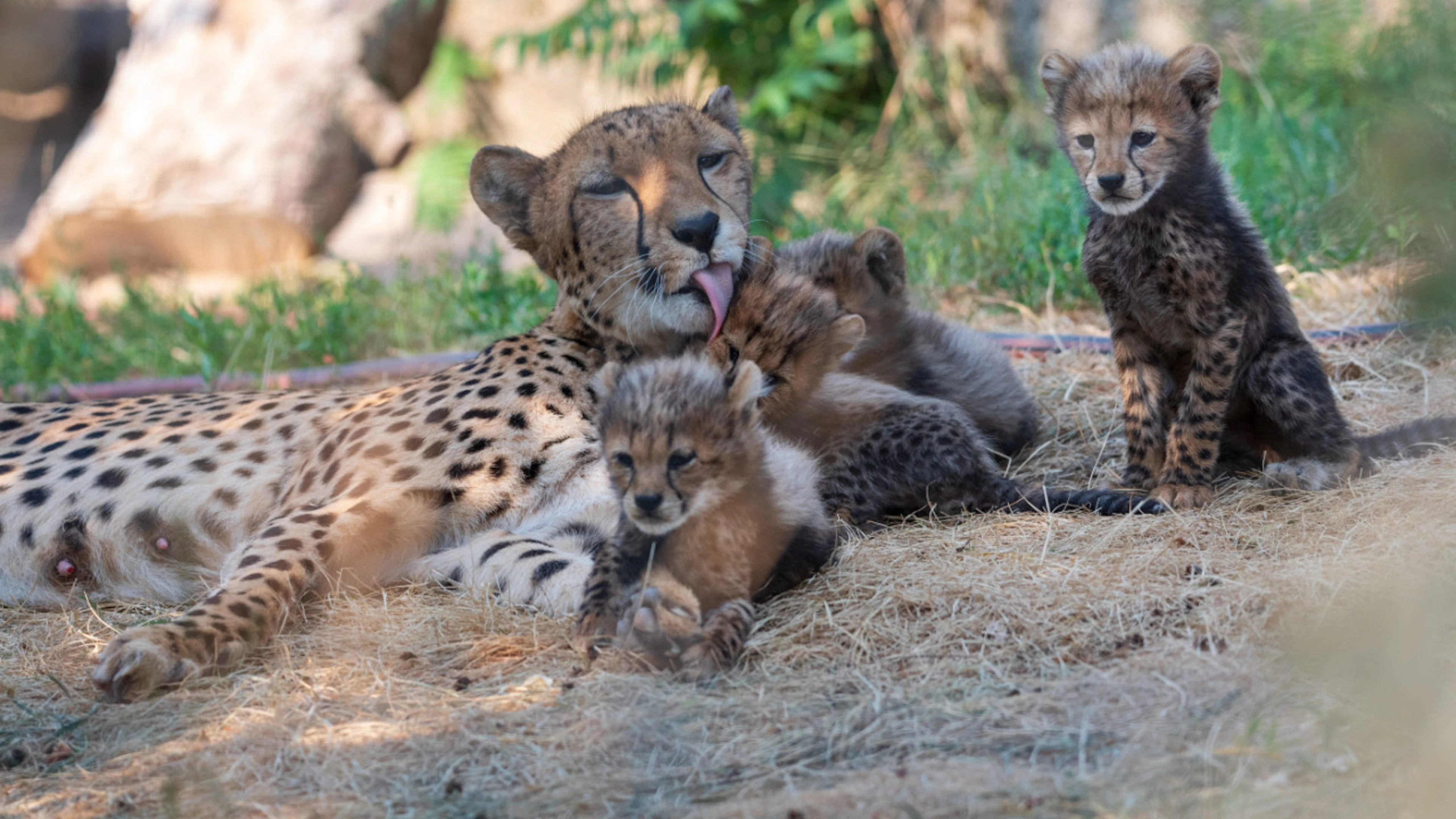 Malaika, a cheetah mother, gave birth to sextuplets at the Basel Zoo.