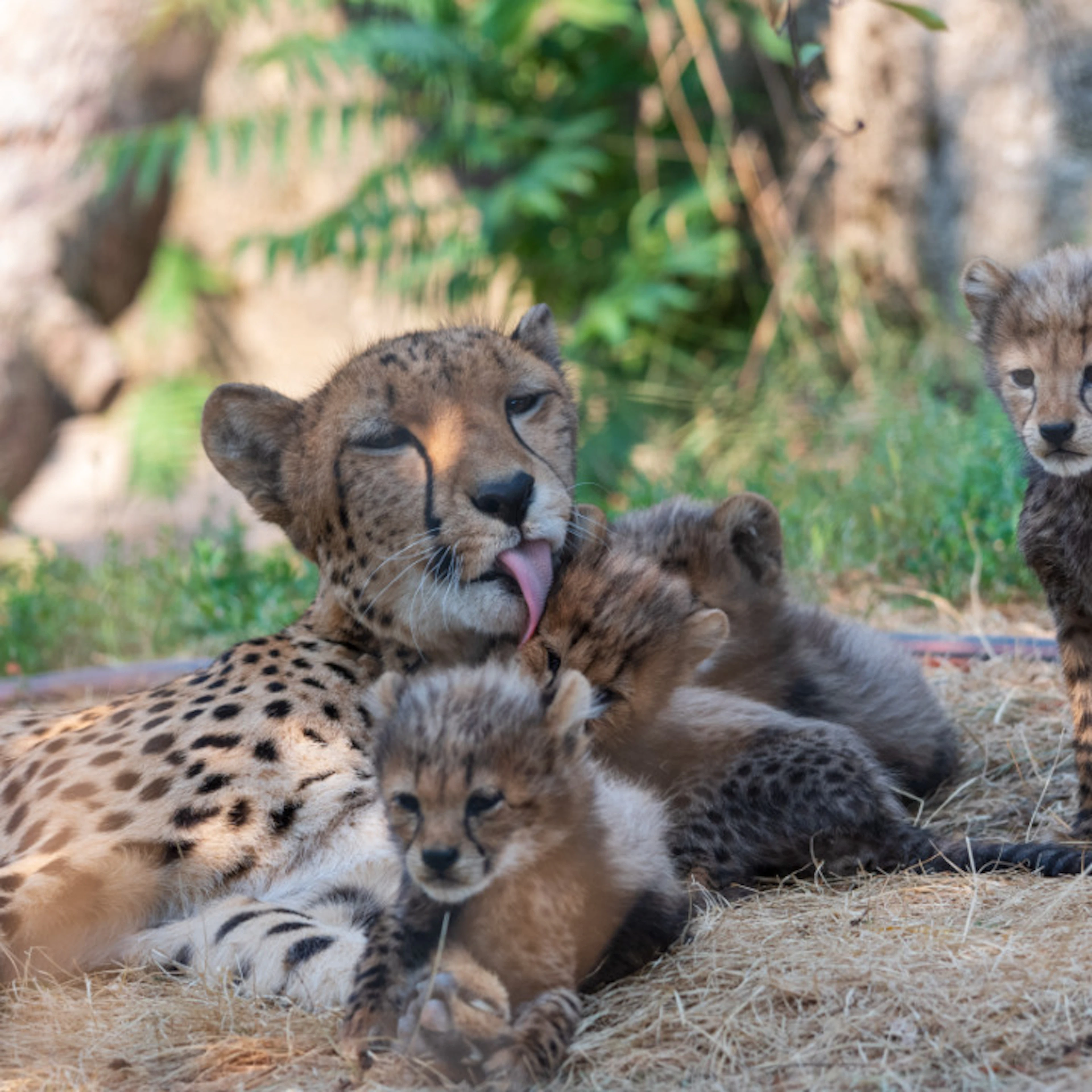 Zoo de Bâle