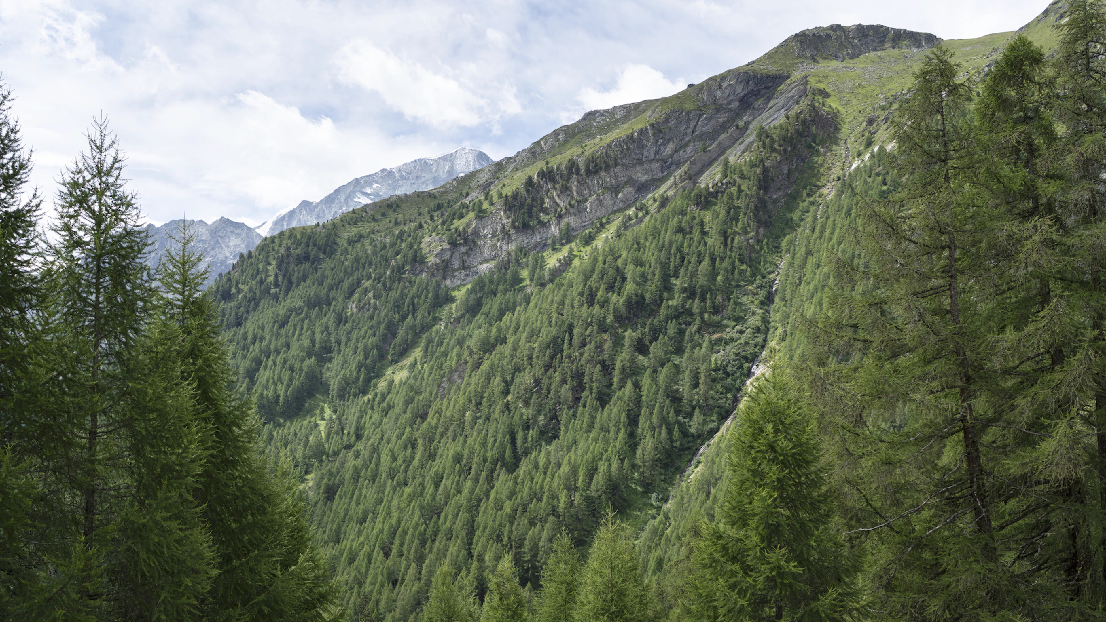 Après les tempêtes et la sécheresse, les forêts valaisannes font face à un nouveau fléau