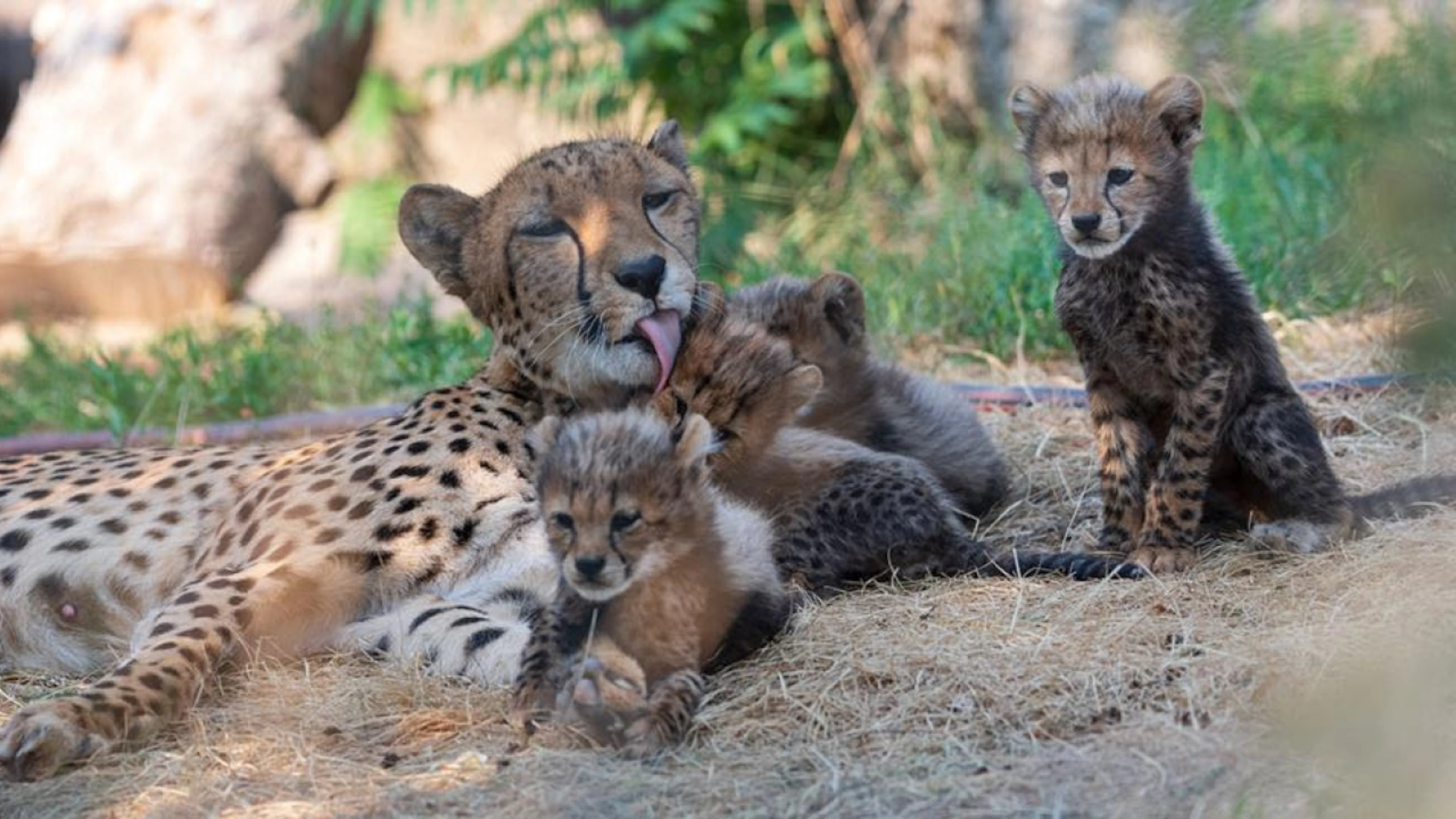 Venuti al mondo sei cuccioli di ghepardo allo Zoo di Basilea