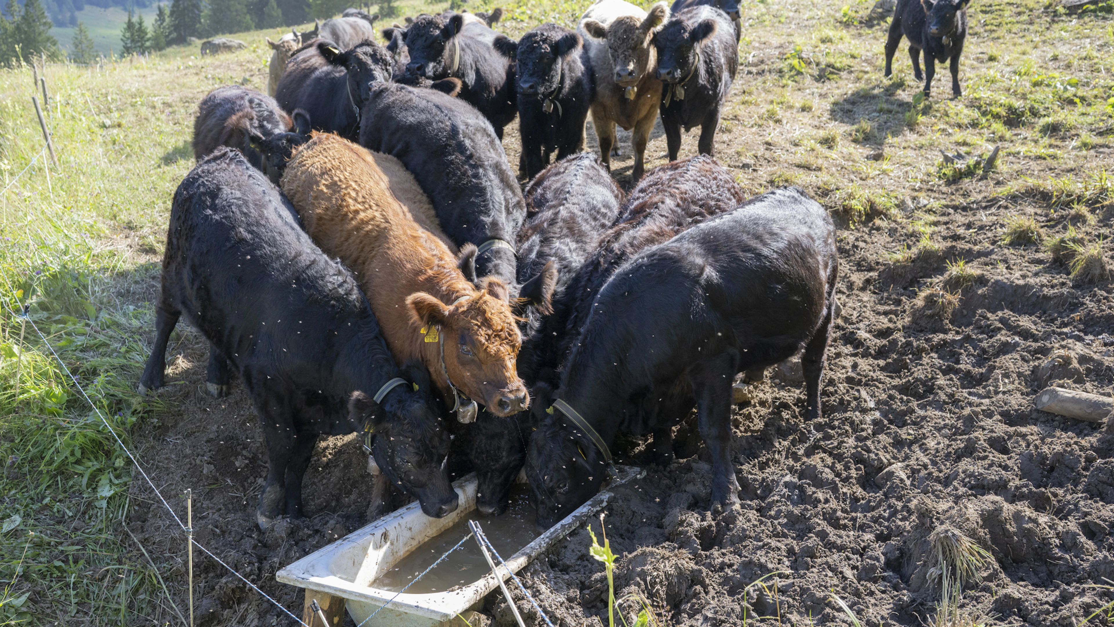 Flumserberg: un troupeau de vaches attaque une famille en randonnée