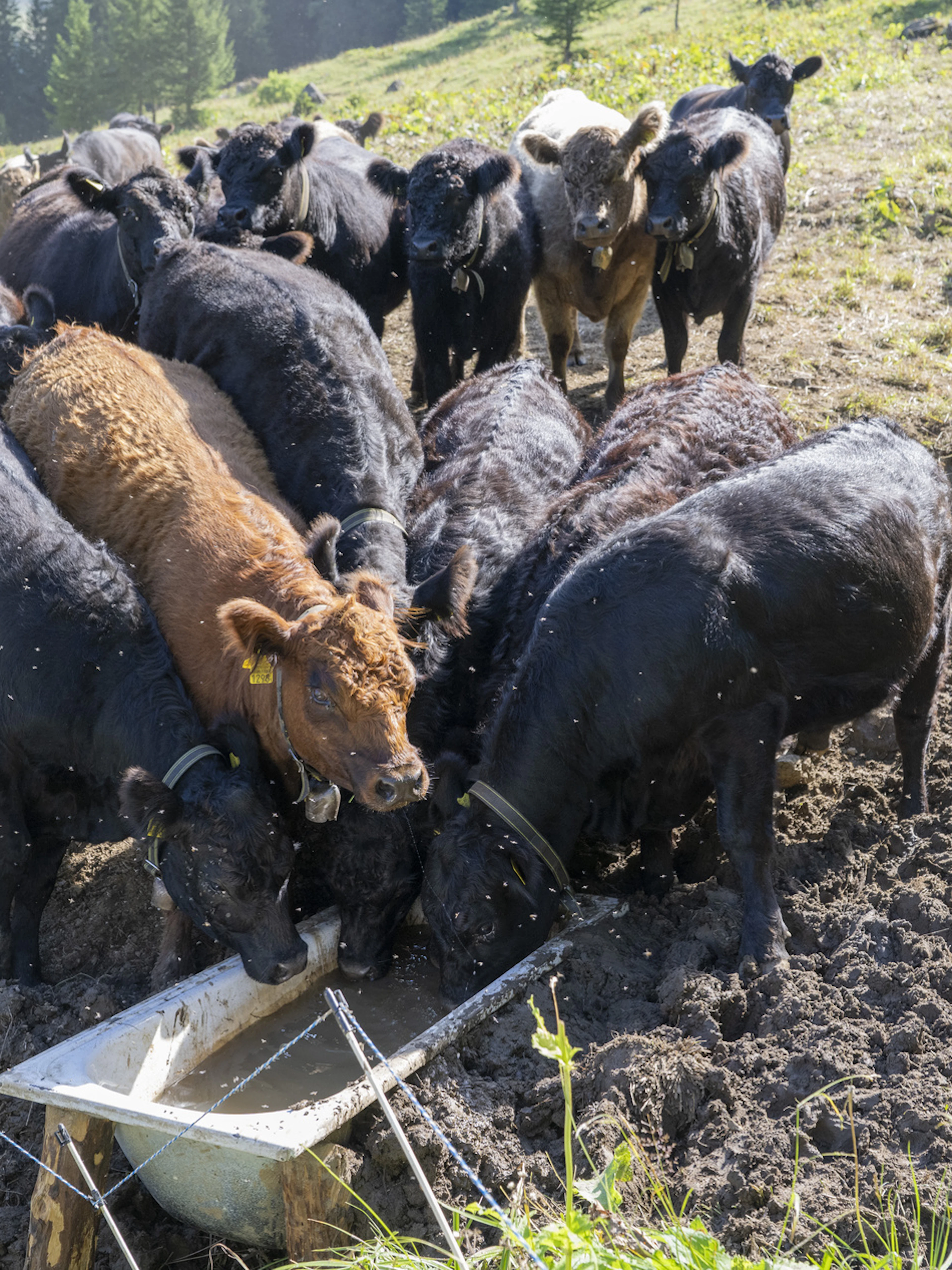 Flumserberg: un troupeau de vaches attaque une famille en randonnée