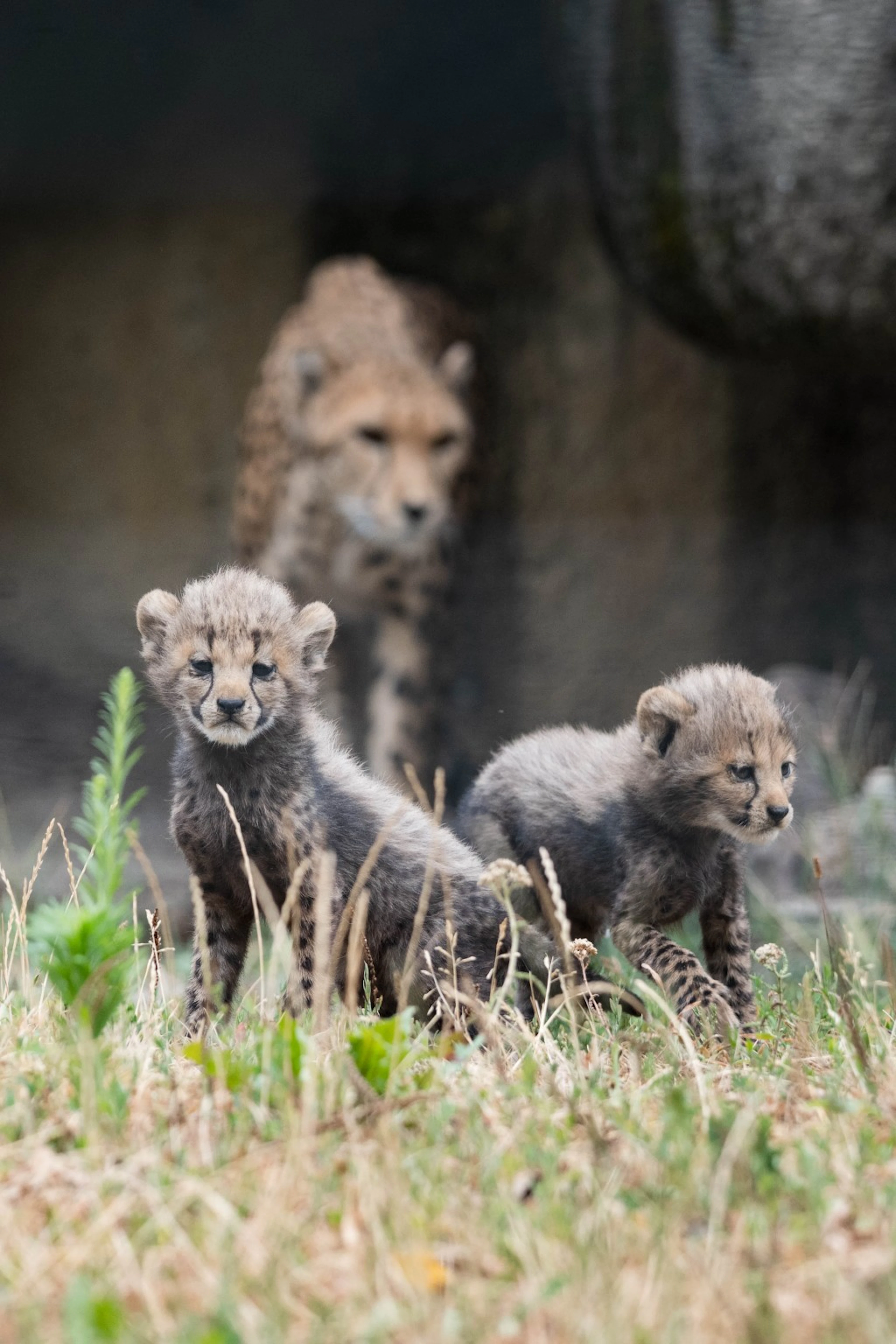 Sechs Gepardenjunge hat Maleika&nbsp; im Zoo Basel zur Welt gebracht.