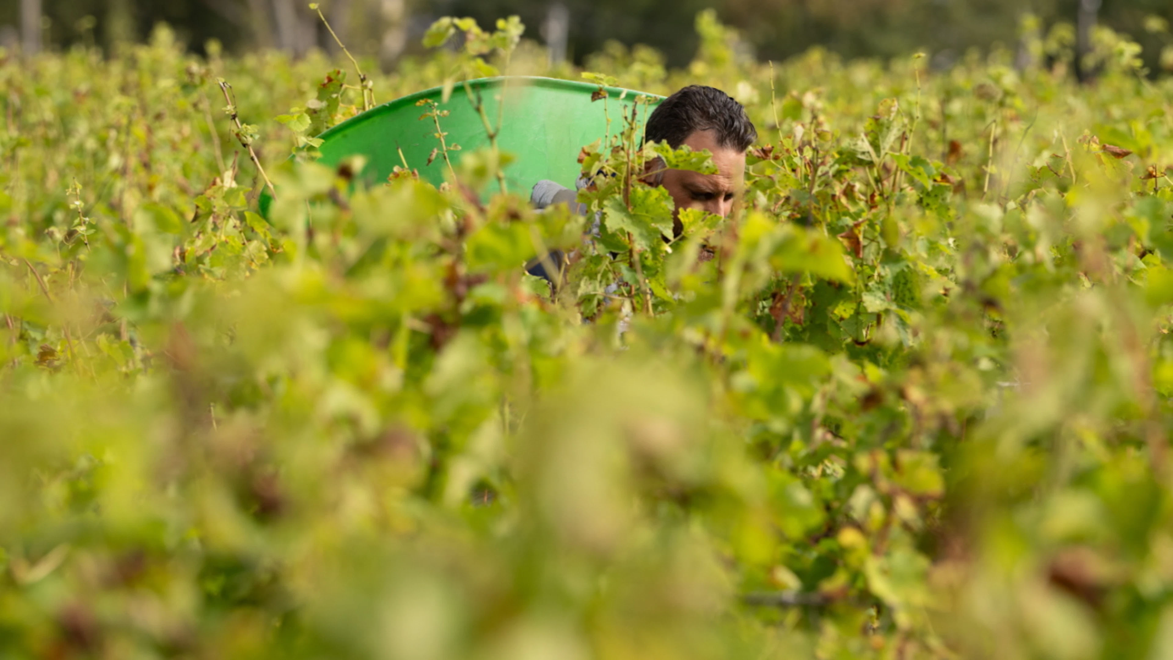 Vendanges à Bordeaux: une précocité «jamais connue» sous l'effet du climat