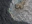 This satellite image shows crude oil leaking from a tanker that ran aground off the coast of Oman.